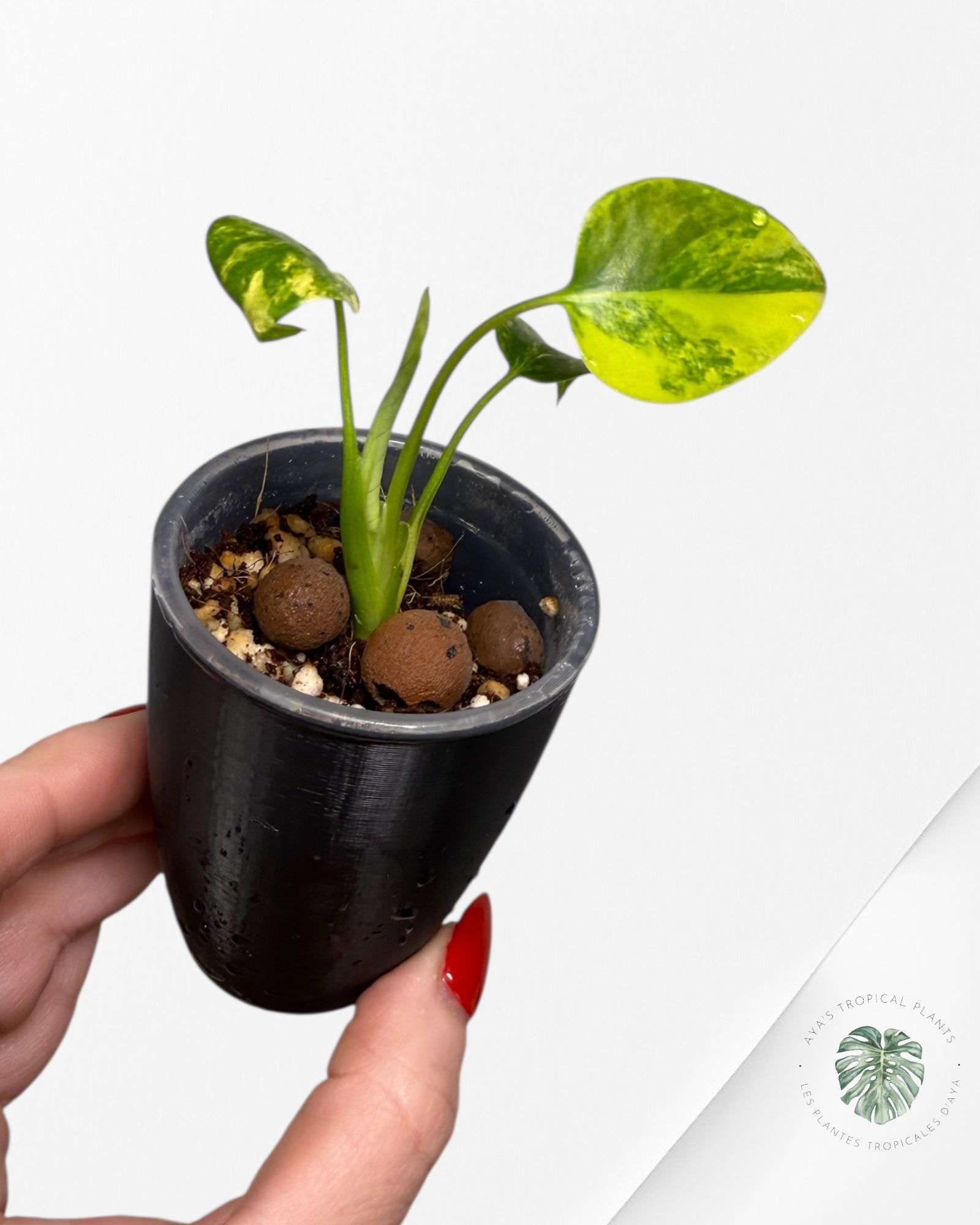 Monstera Deliciosa 'Yellow Marilyn'