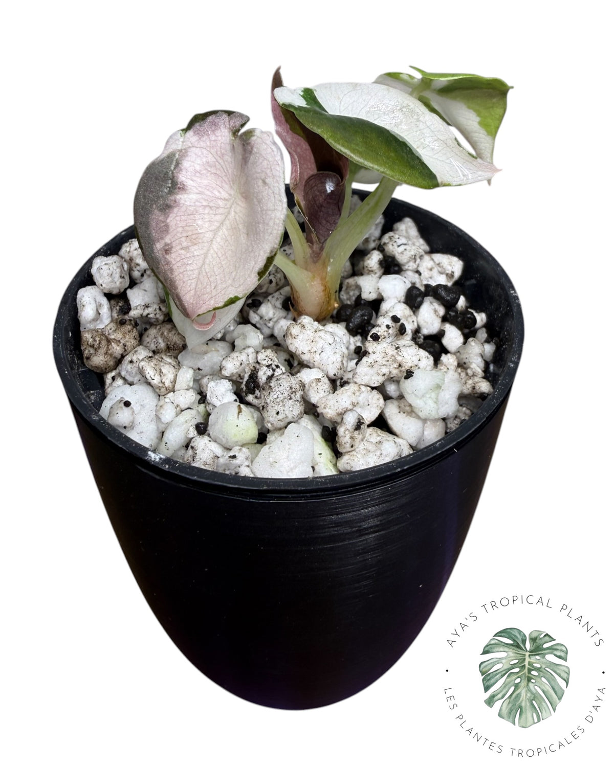 Alocasia Cuprea Pink Albo Panaché