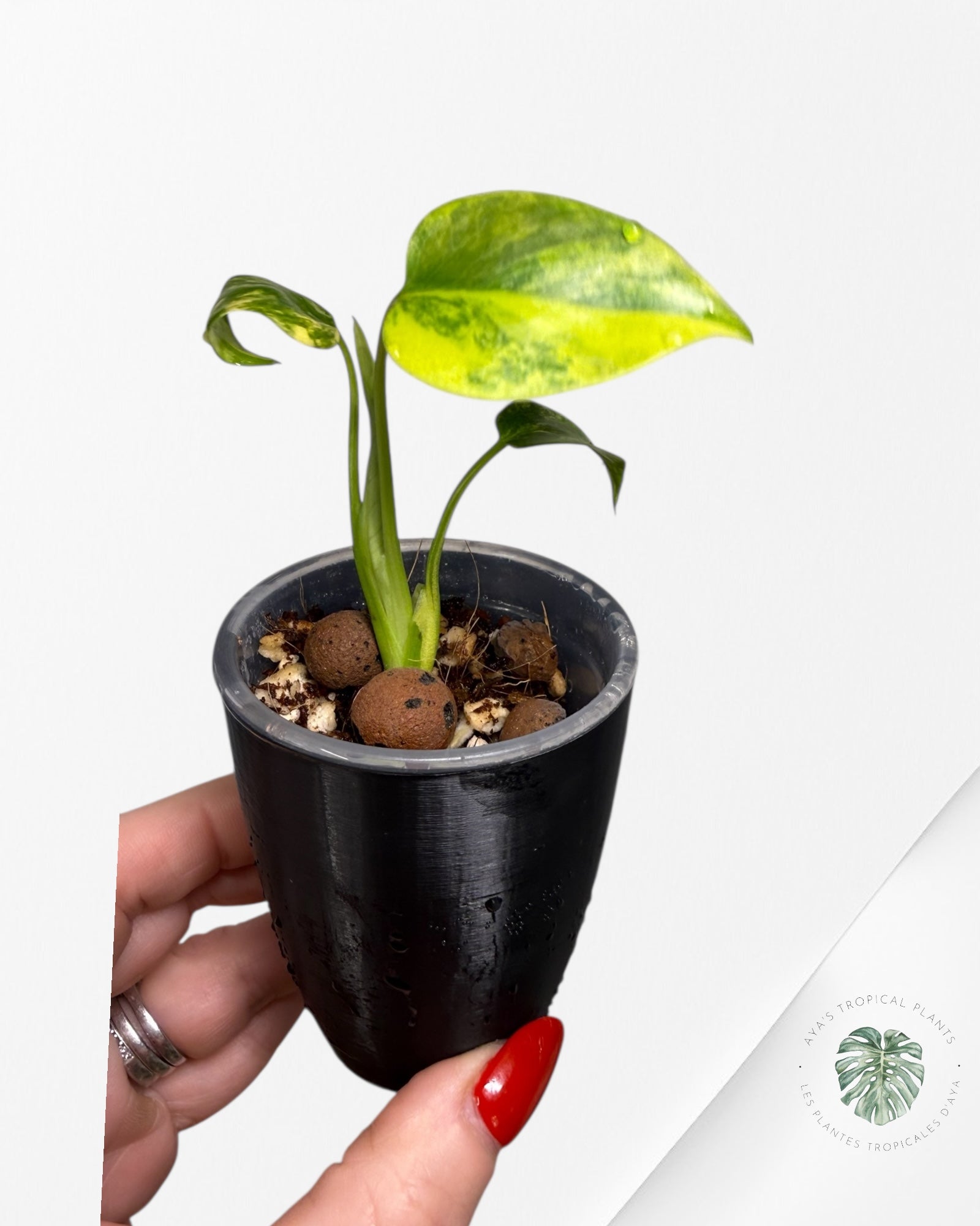 Monstera Deliciosa 'Yellow Marilyn'