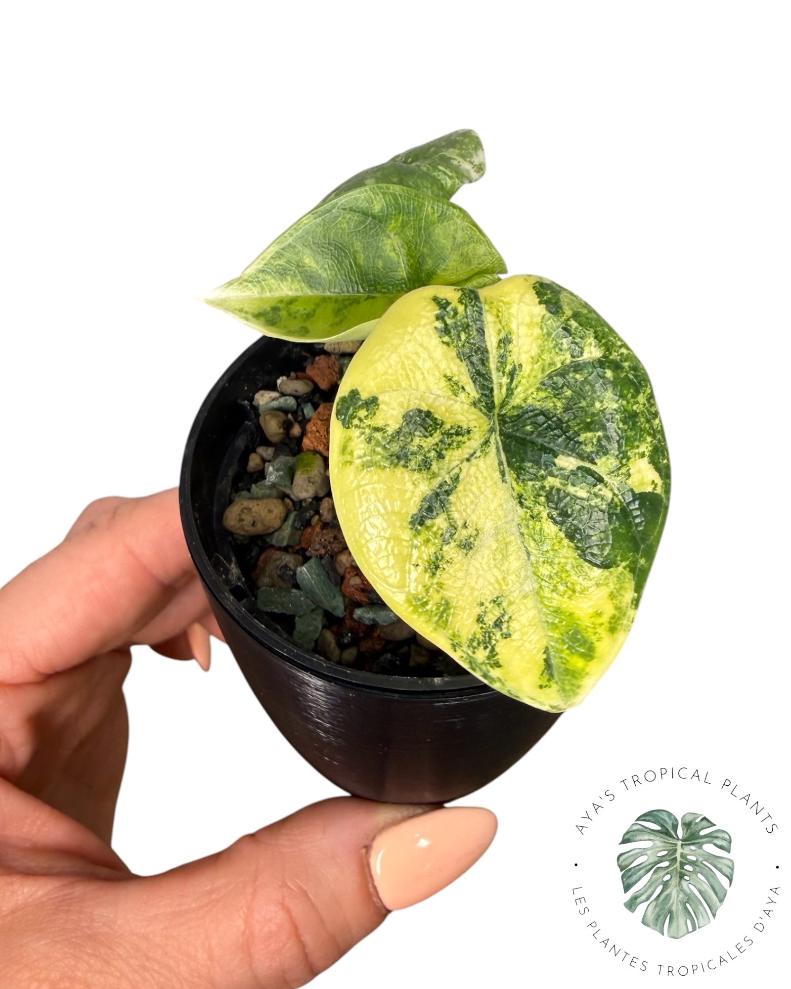 Alocasia Melo Aurea Variegated