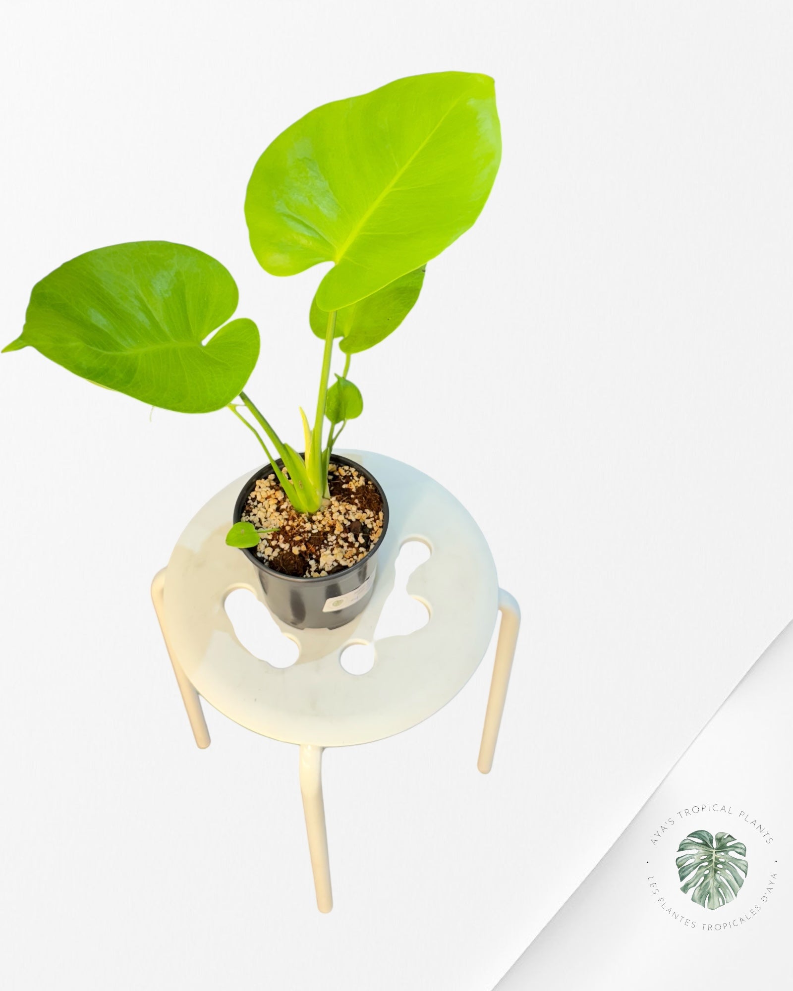 Monstera deliciosa 'Lemon Lime' - F4