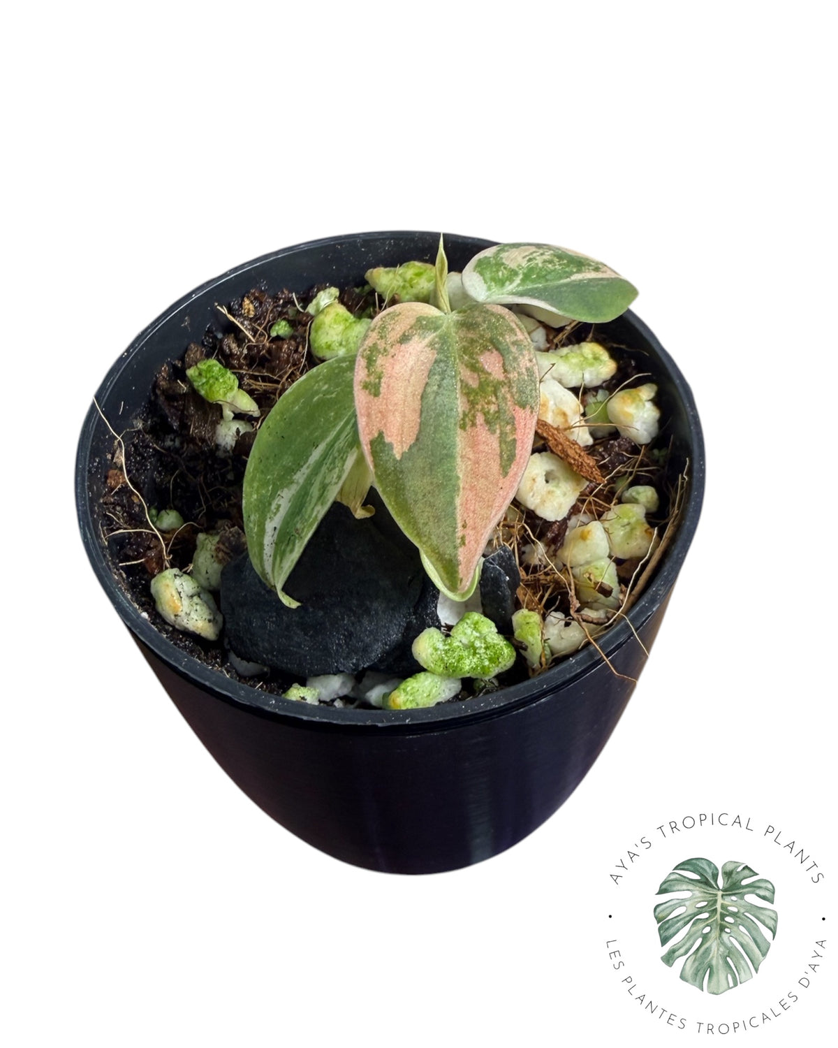 Philodendron Melanochrysum Orange