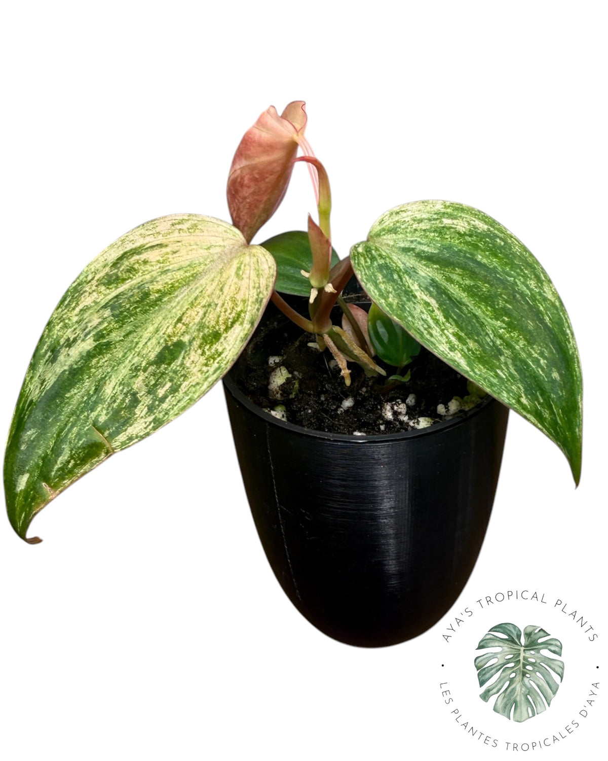 Philodendron Pink Micans Menthe