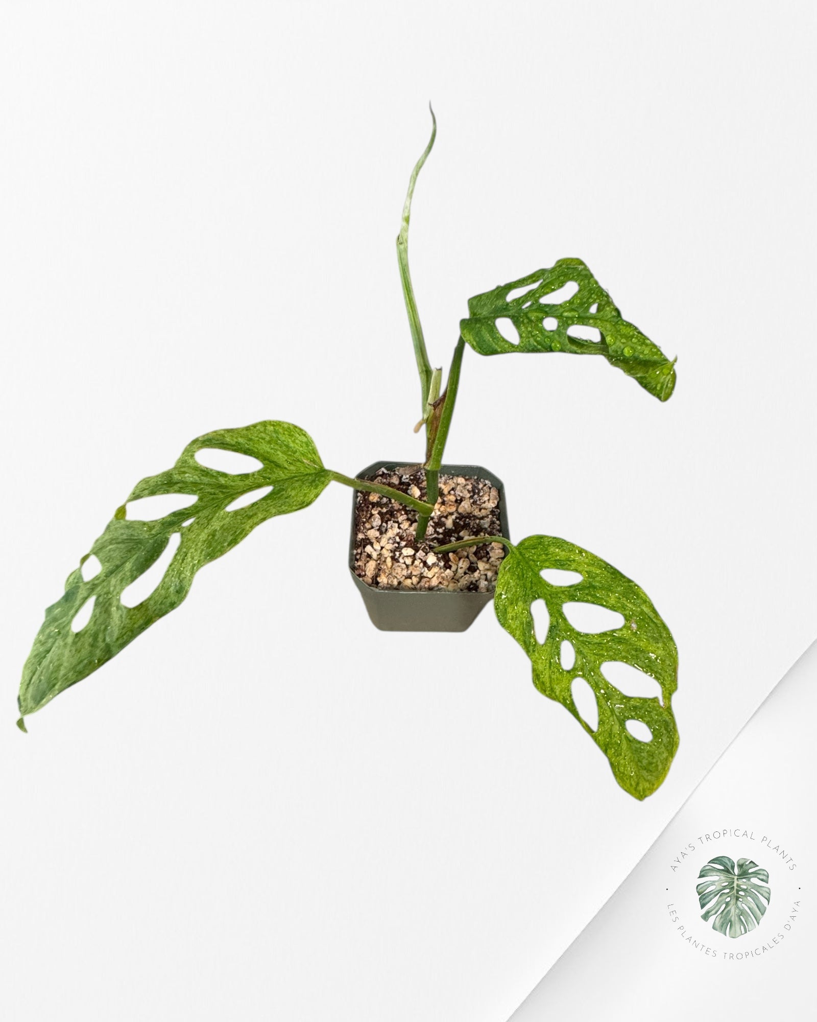 Monstera Frozen Freckle - T3