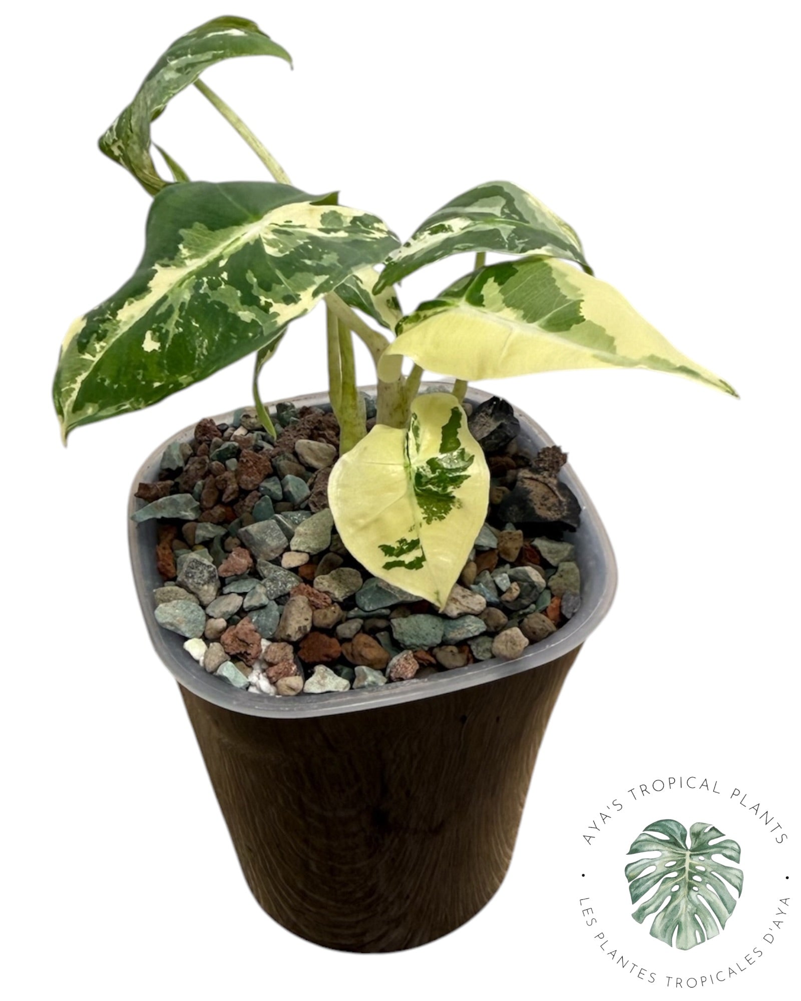 Alocasia Sarian Albo Variegated