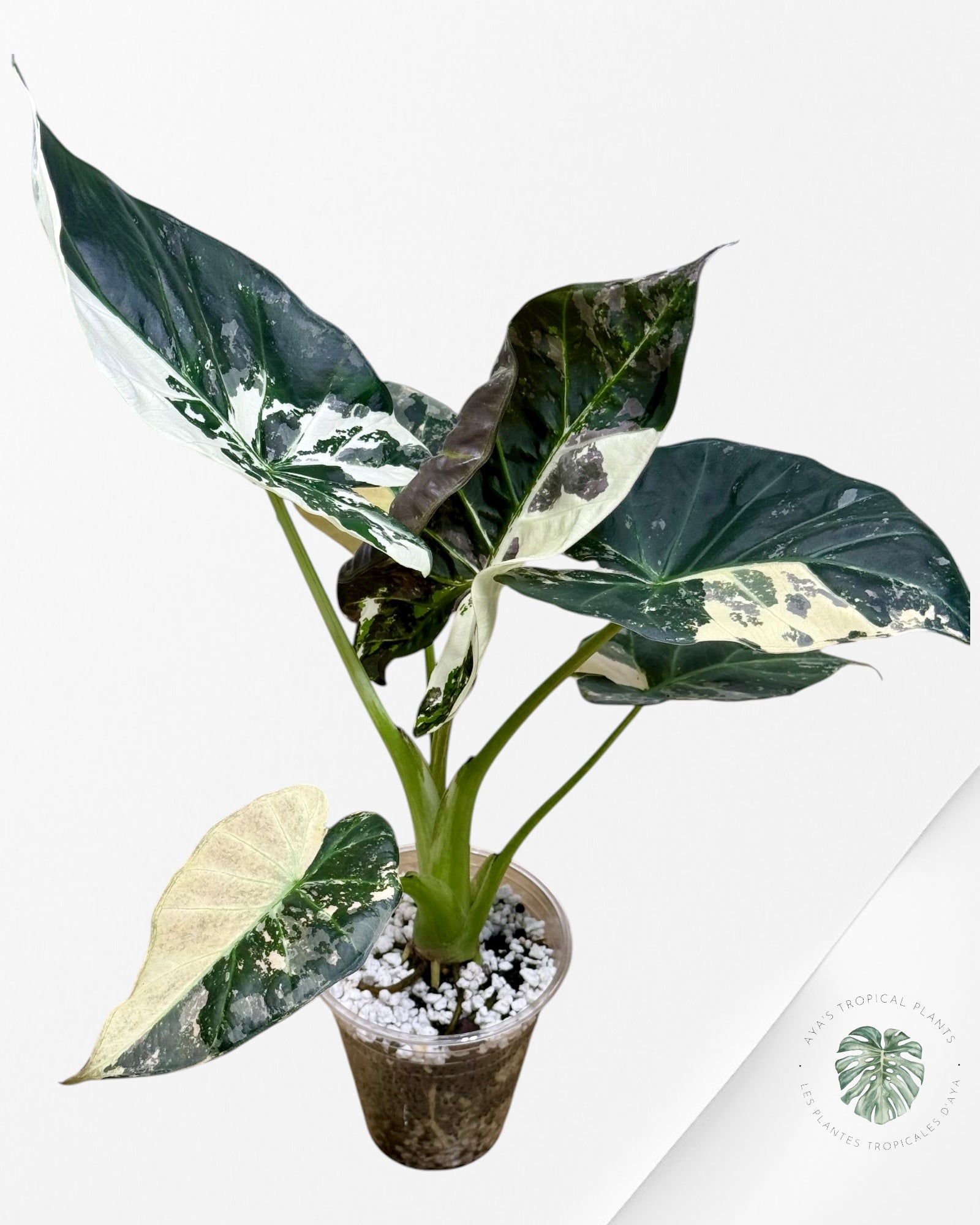 Alocasia Regal Shield Albo - 2