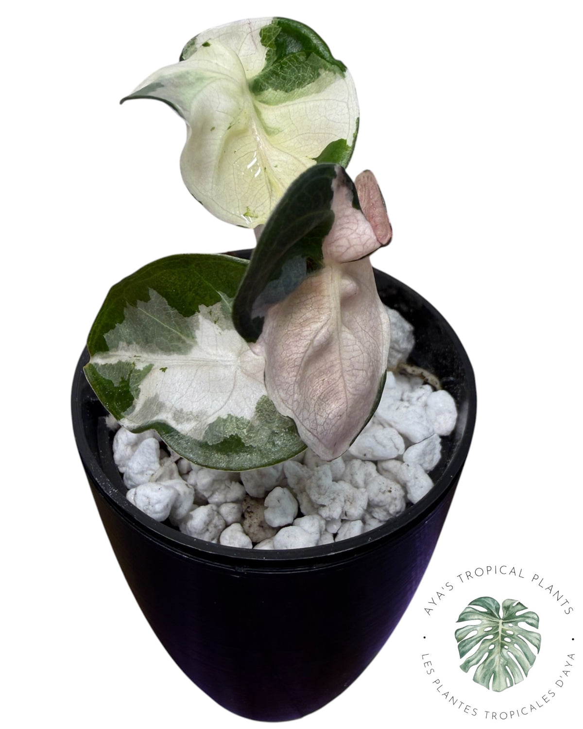 Alocasia Cœur Ballonet Rose panaché