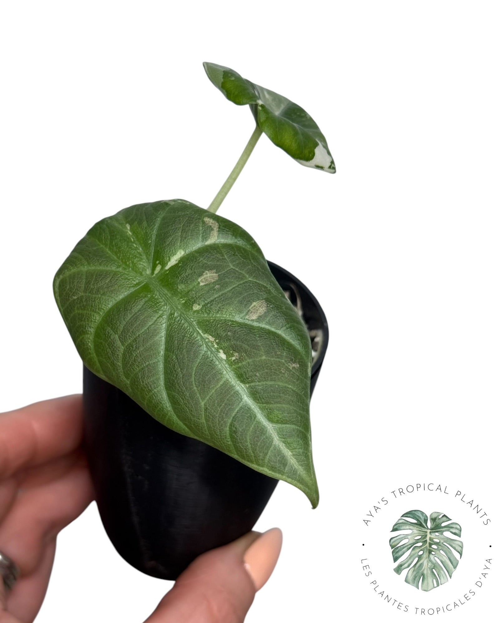 Alocasia Maharani Albo