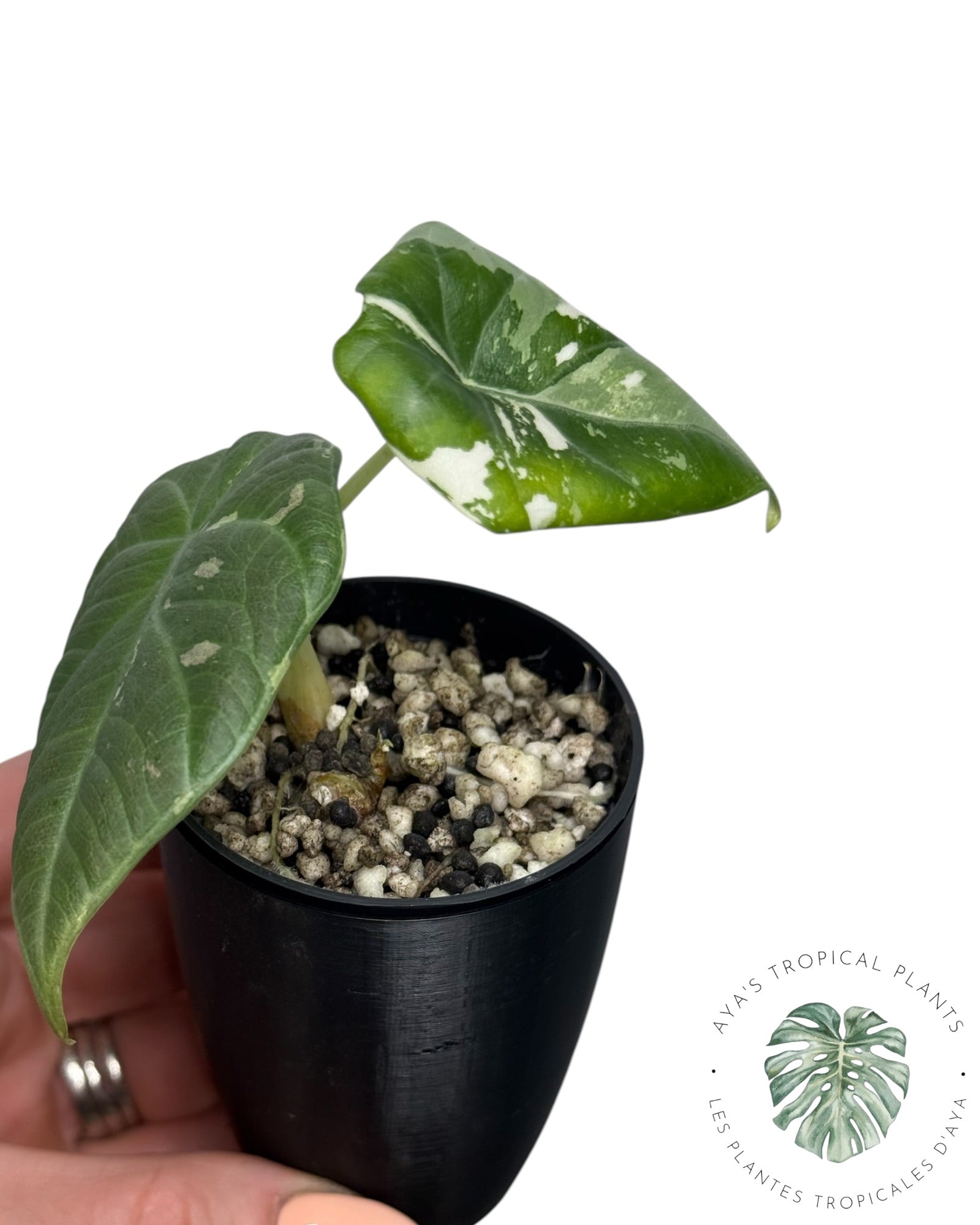 Alocasia Maharani Albo