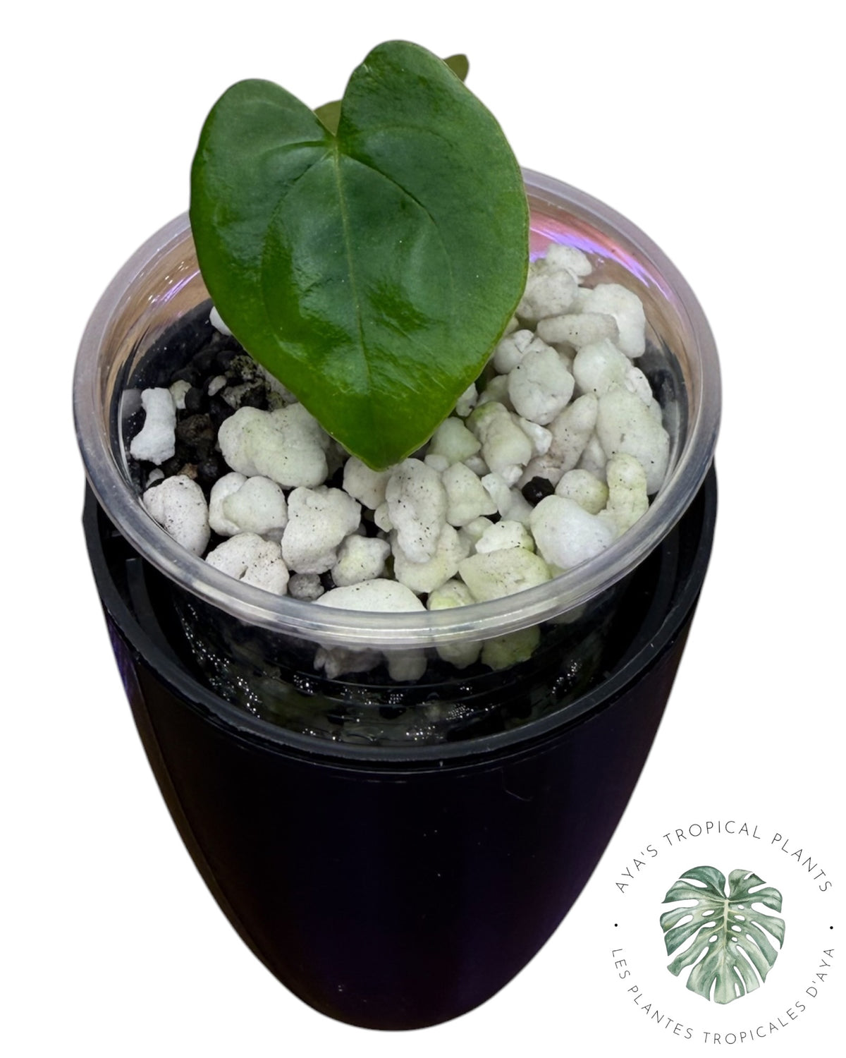Anthurium Black Magic