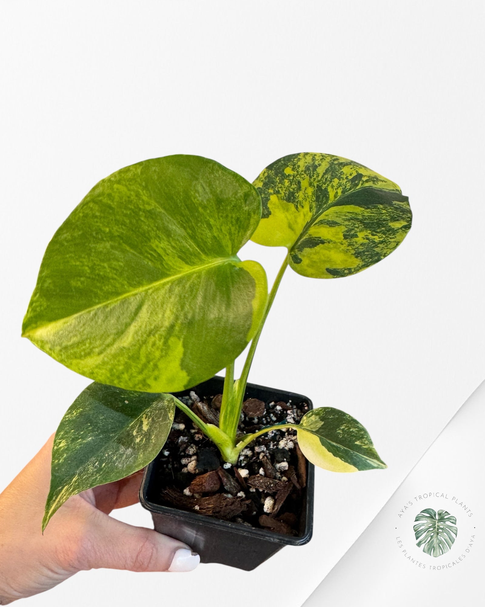 Monstera Deliciosa Jaune 'Marilyn' panaché - 4
