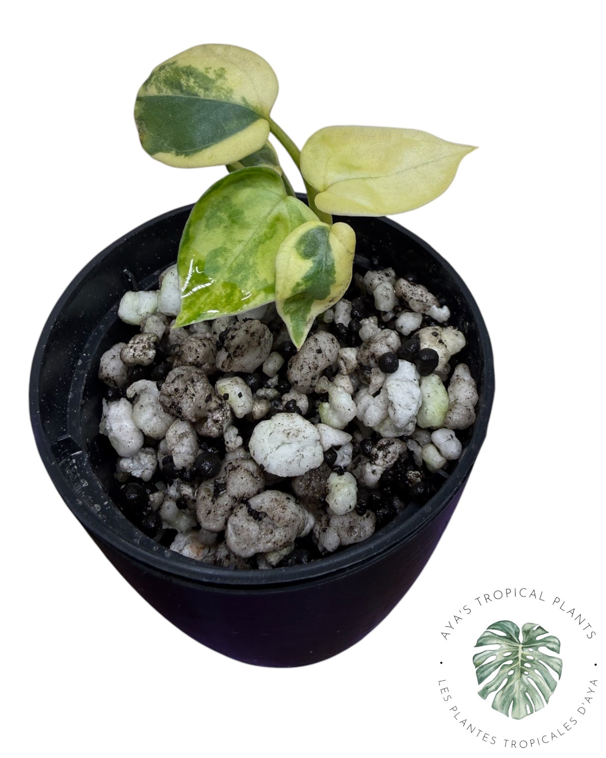 Anthurium Clarinervium Aurea Variegated