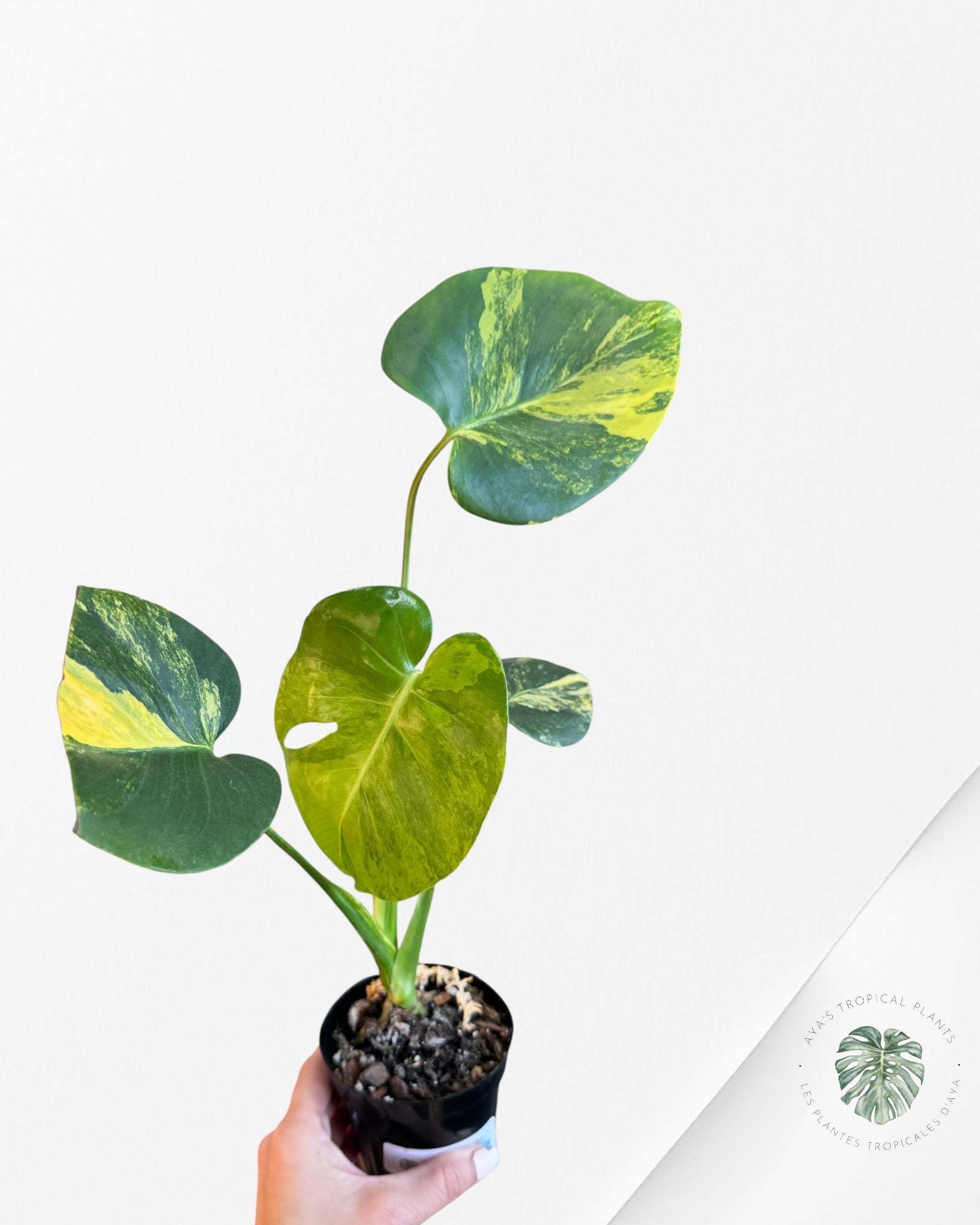 Monstera Deliciosa Jaune 'Marilyn' panaché - 8