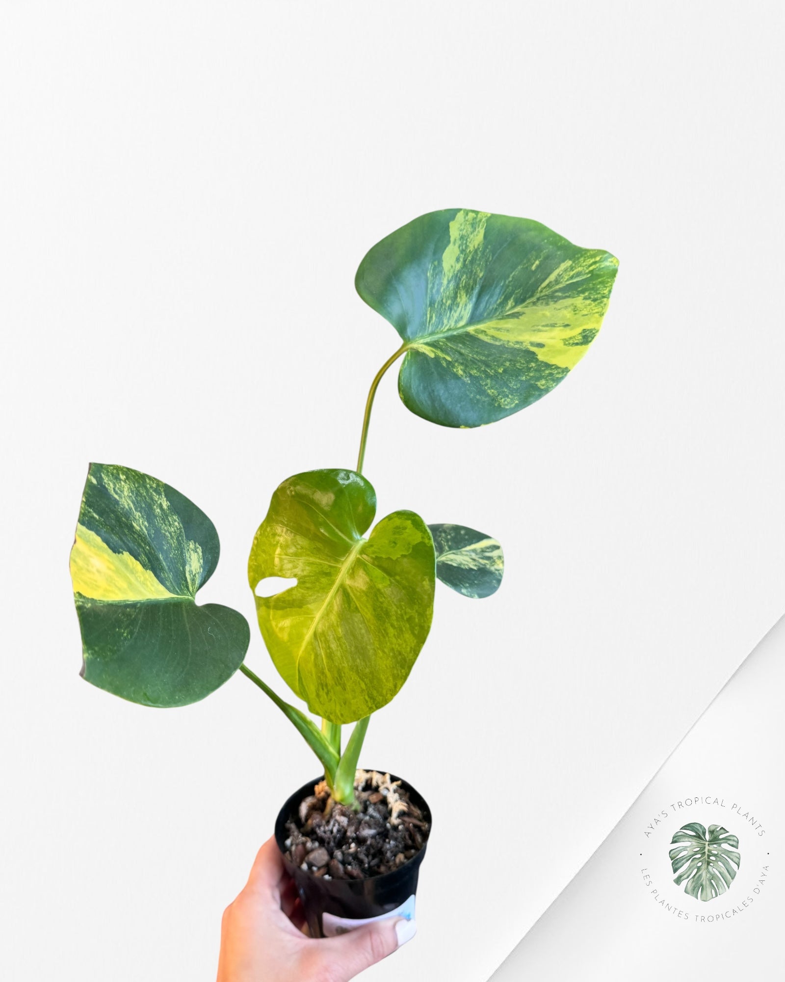 Monstera Deliciosa Jaune 'Marilyn' panaché - 8