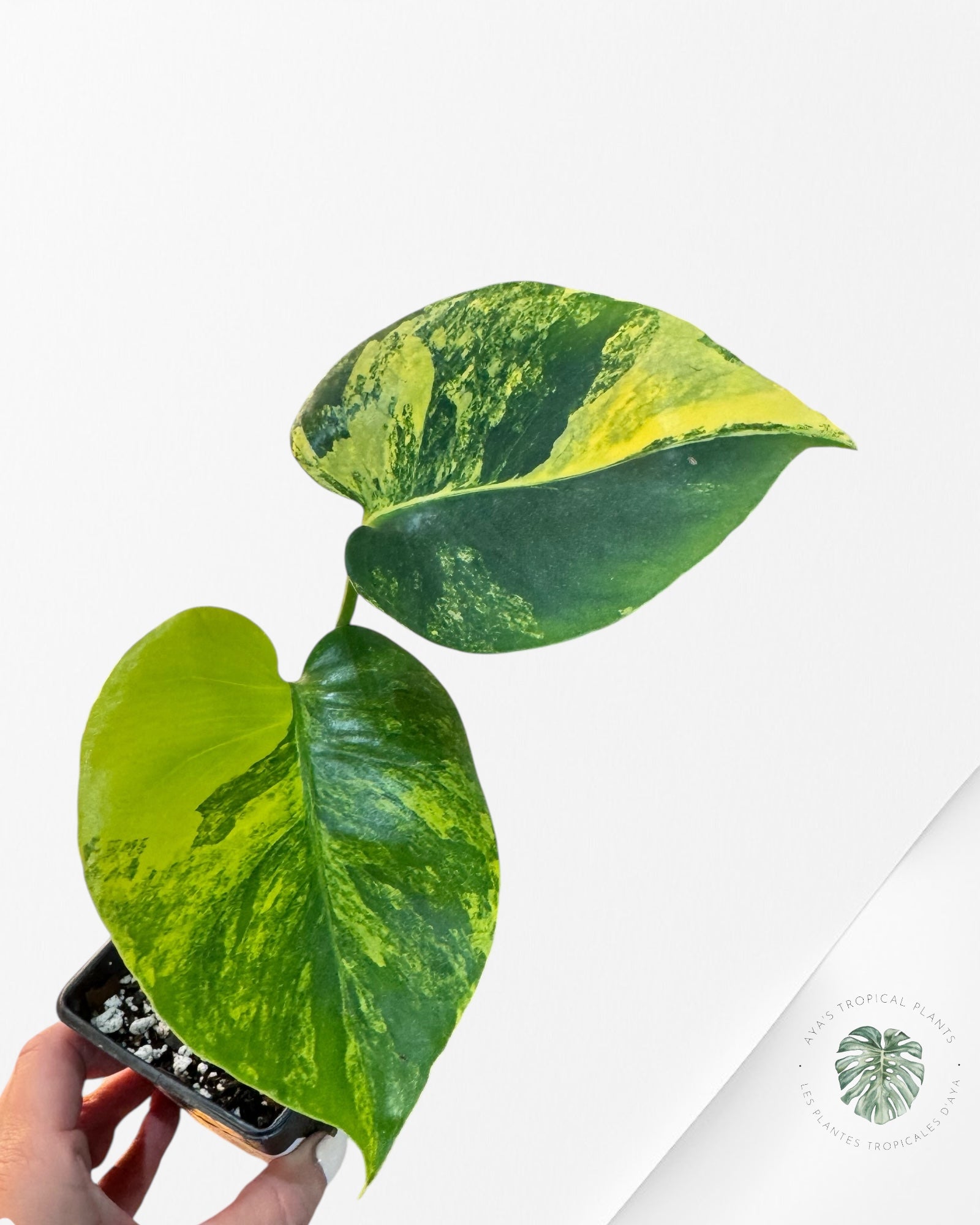 Monstera Deliciosa Jaune 'Marilyn' panaché - 3