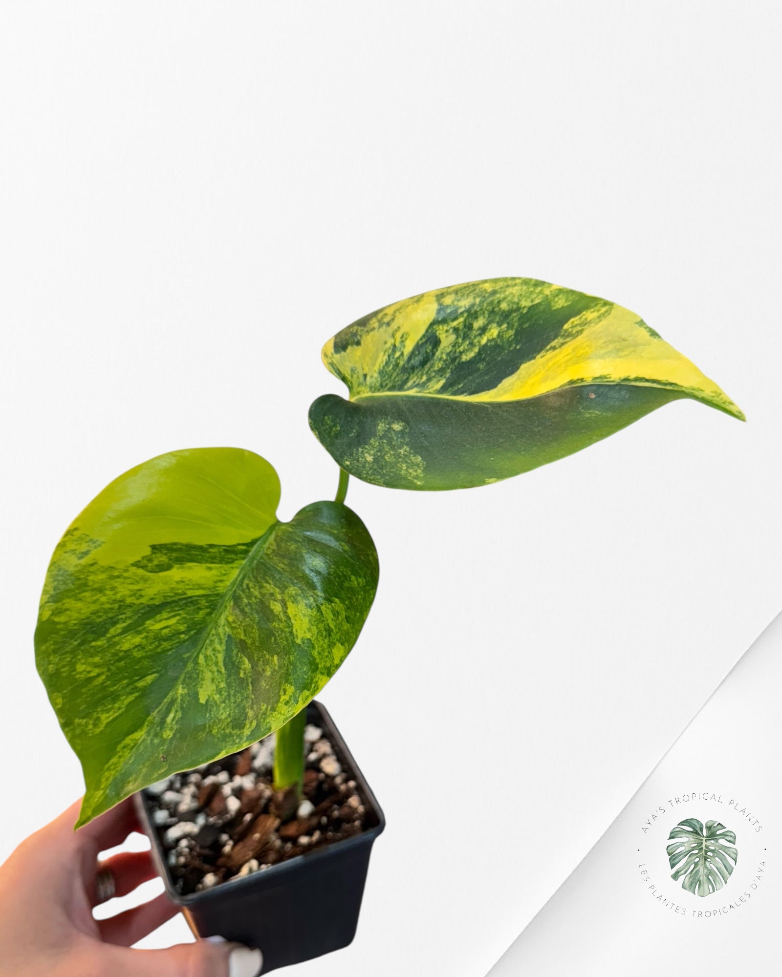 Monstera Deliciosa Jaune 'Marilyn' panaché - 3