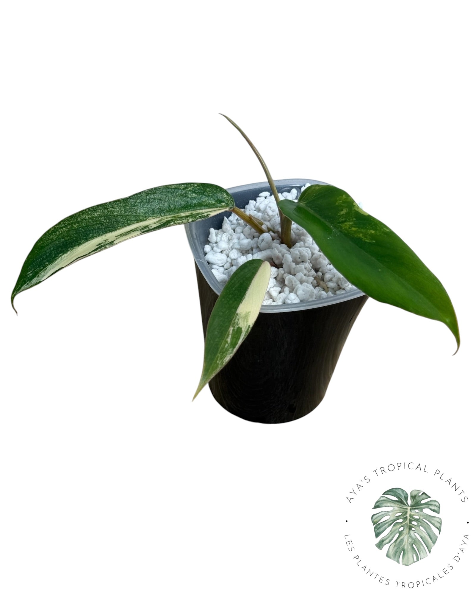 Philodendron Florida Beauty x Tortum