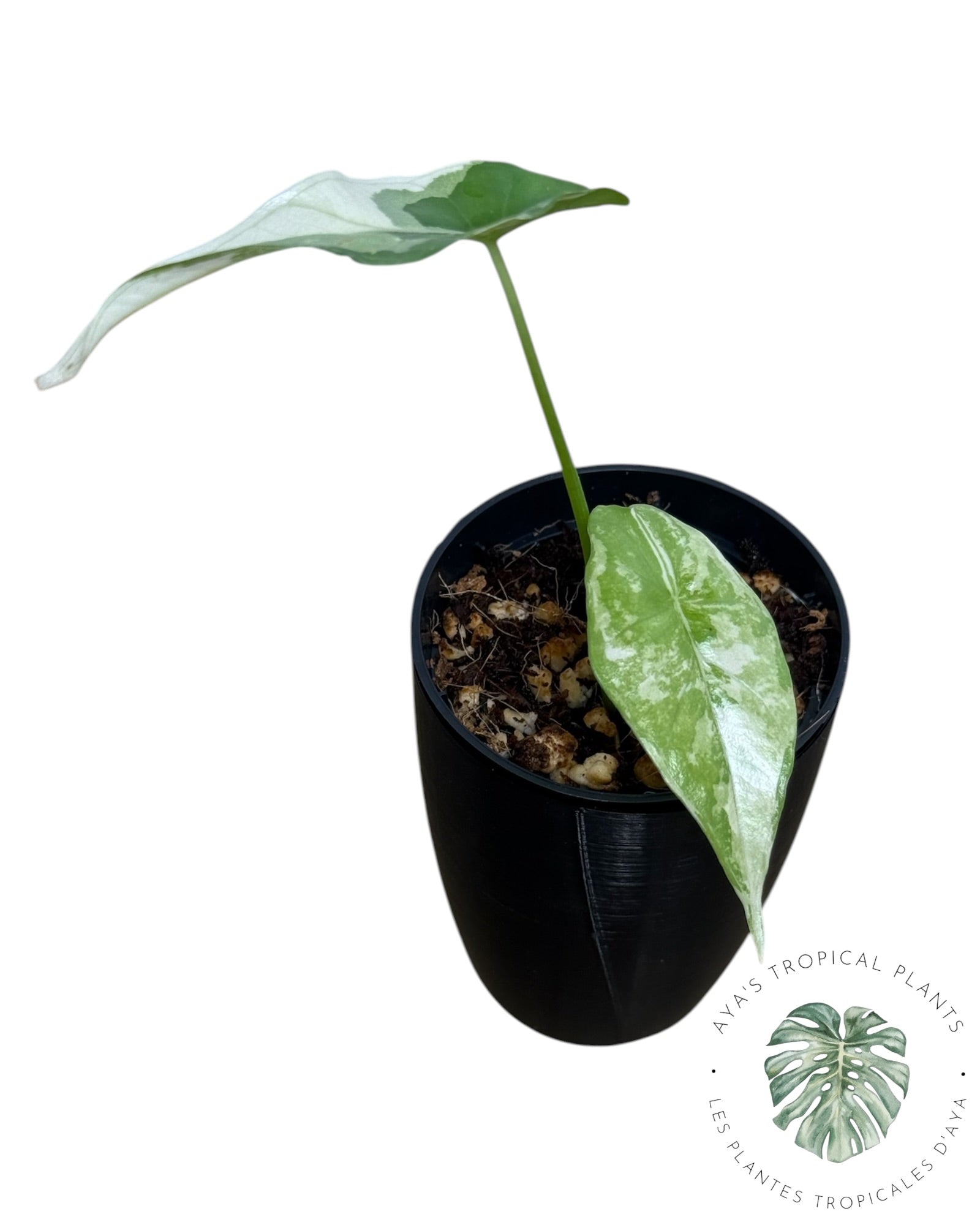 Alocasia Simpo Albo Variegated