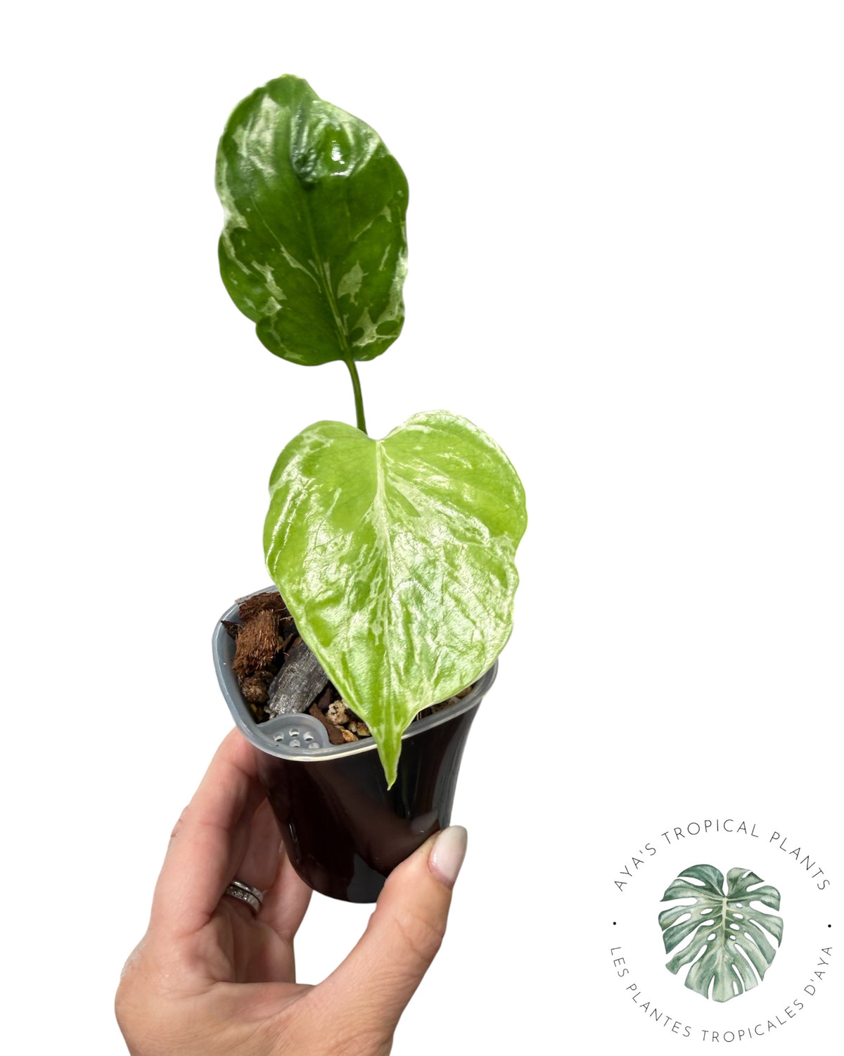 Monstera Deliciosa Bulbasaur