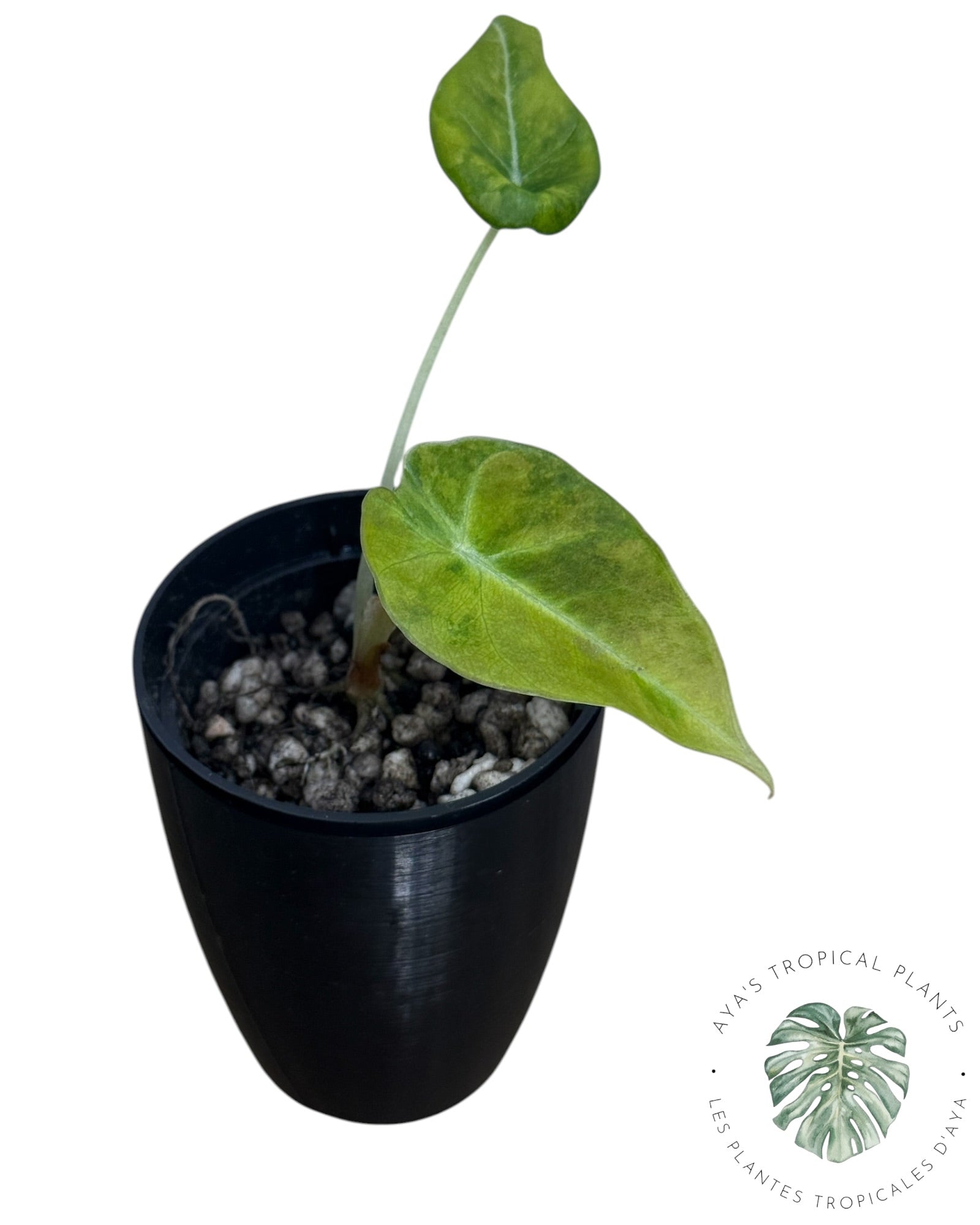 Alocasia Black Velvet Aurea Variegated