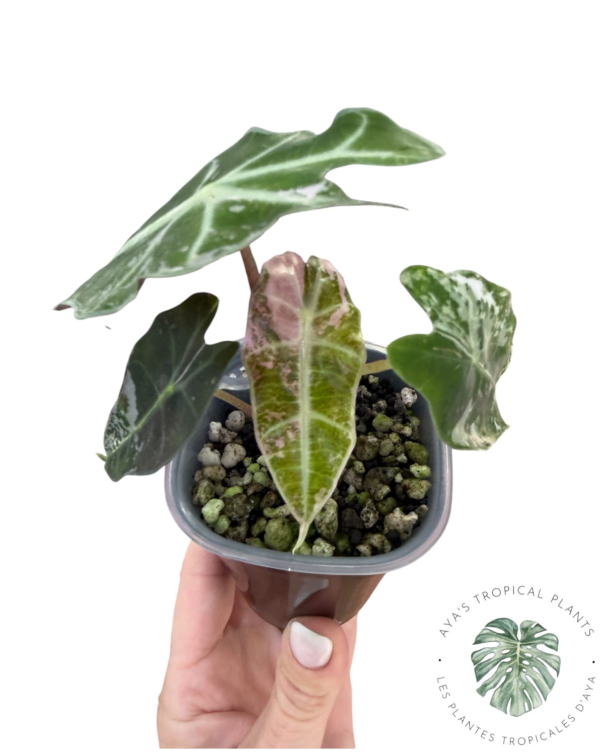 Alocasia Polly Pink Snowflake