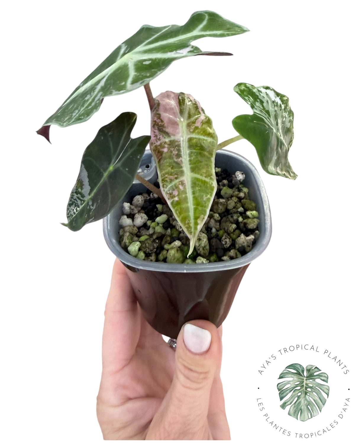 Alocasia Polly Pink Snowflake