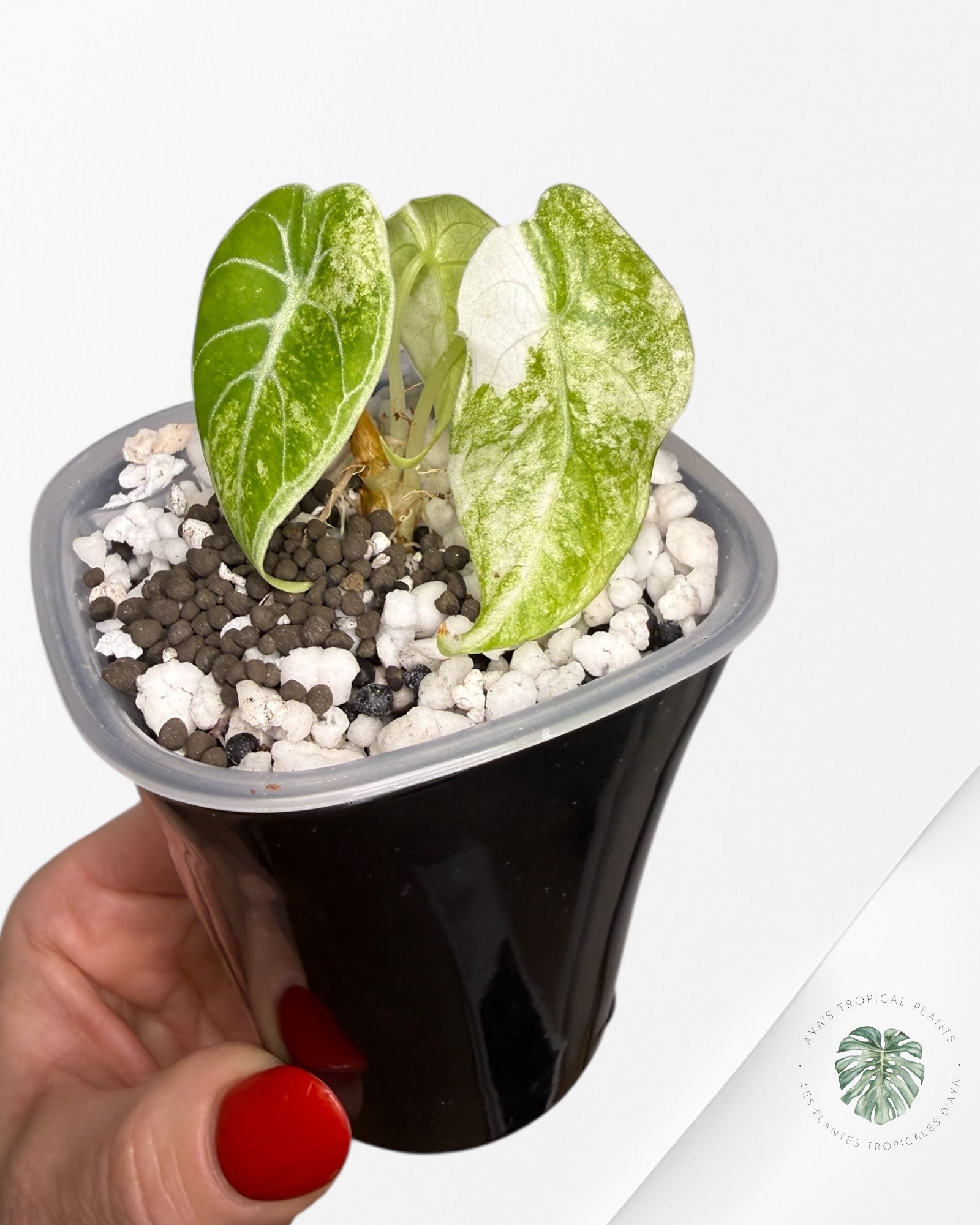 Alocasia Watsoniana Glossy Pink Variegated