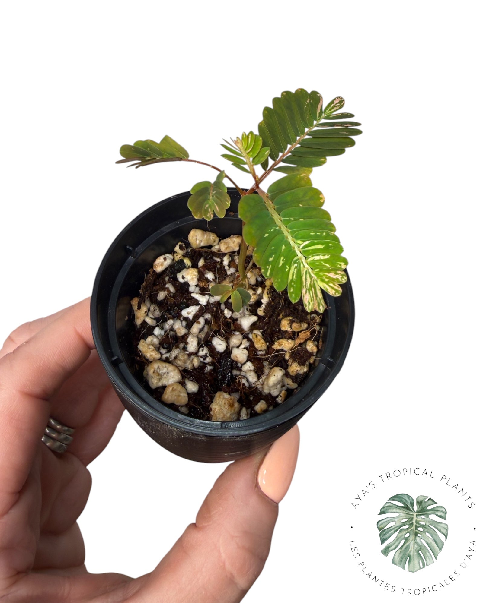 Phyllanthus urinaria 'Pink Variegated