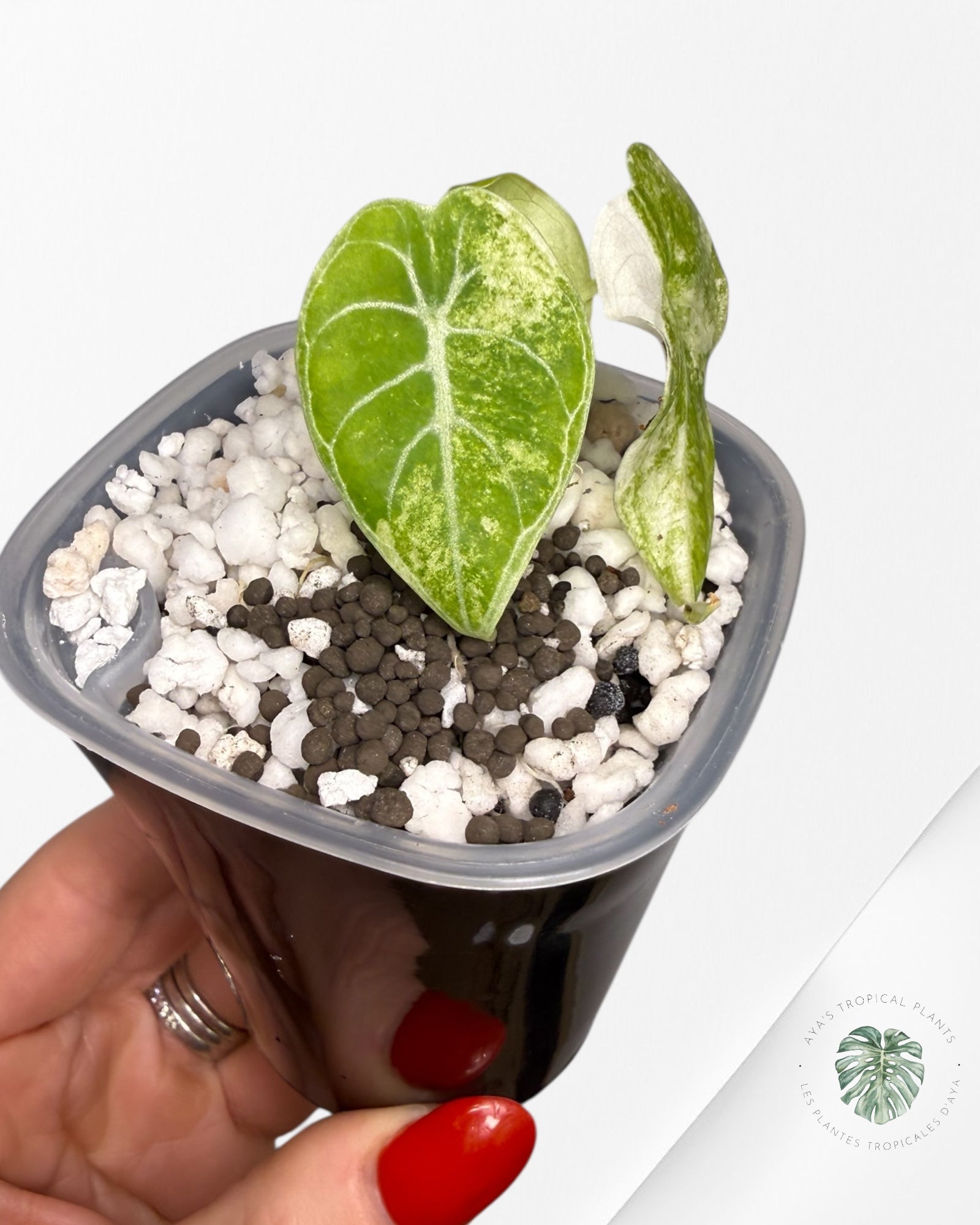 Alocasia Watsoniana Glossy Pink Variegated