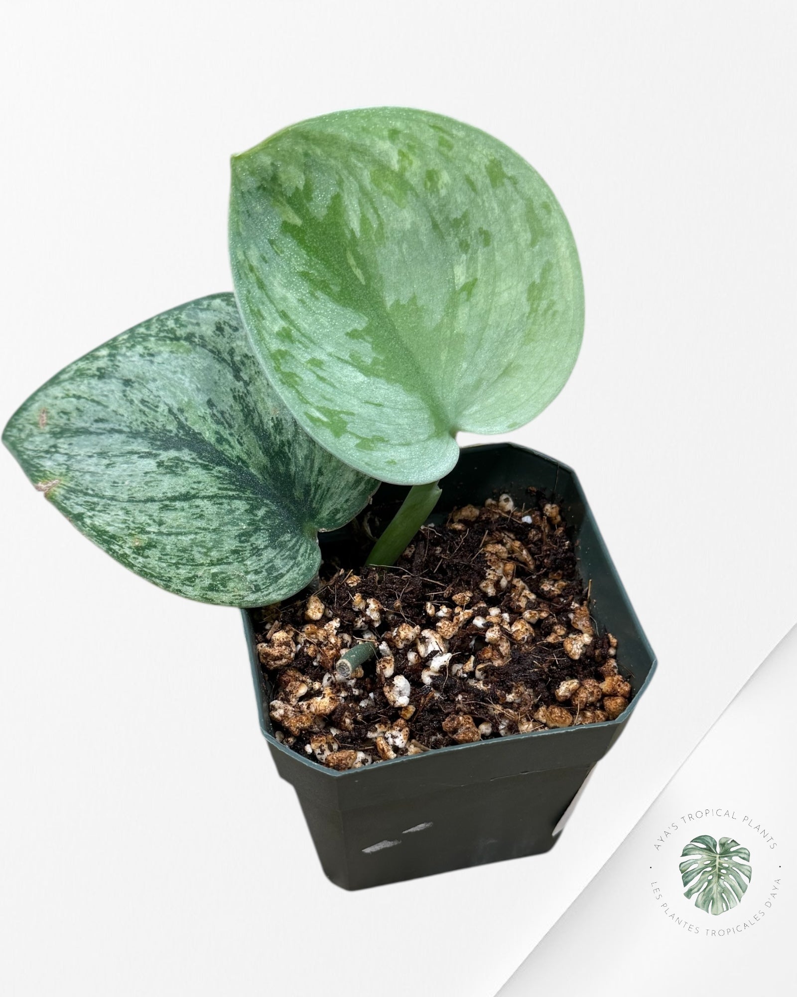Monstera deliciosa 'Lemon Lime' - F6