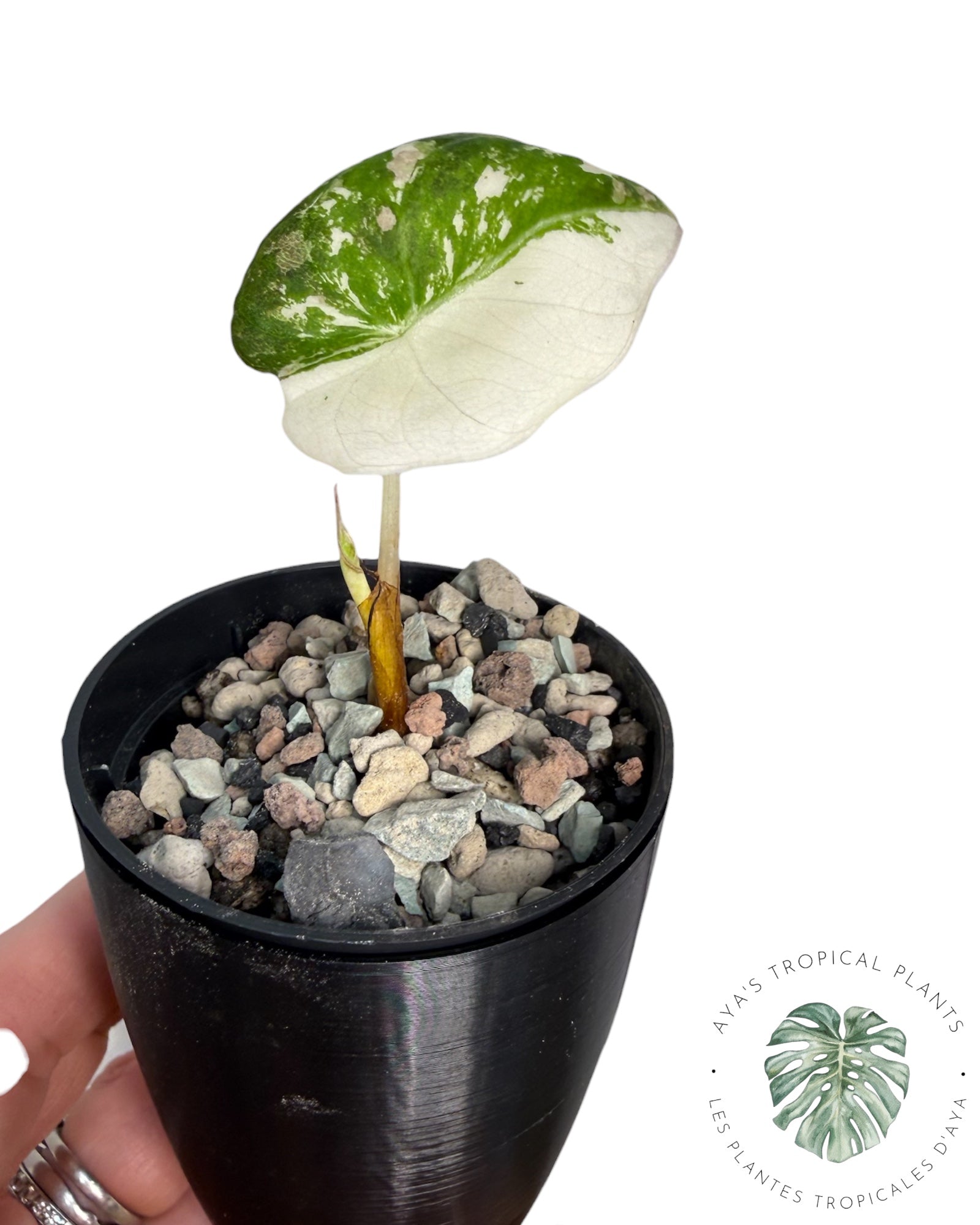 Alocasia Black Velvet Pink Variegated
