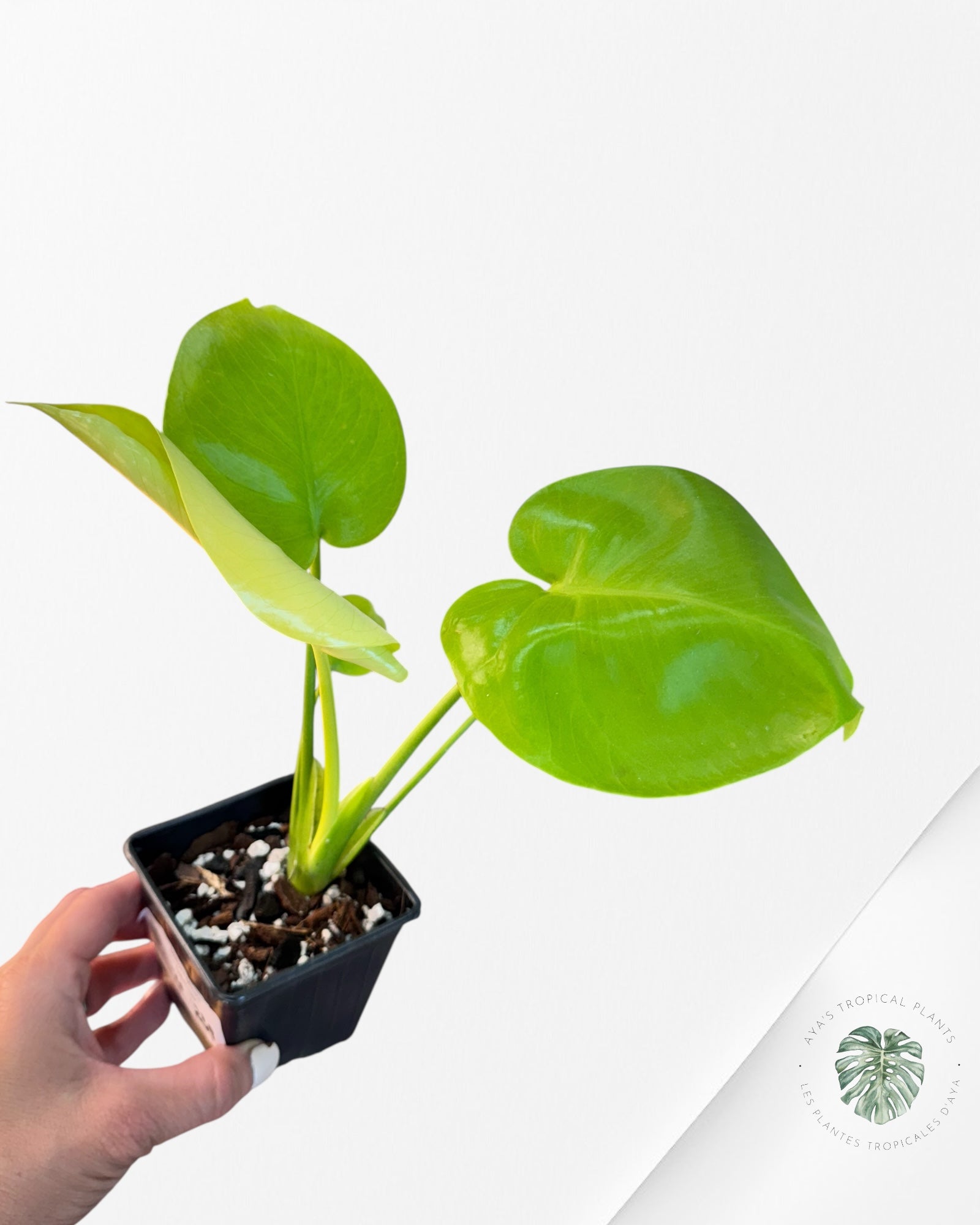 Monstera deliciosa 'Lemon Lime' - F00