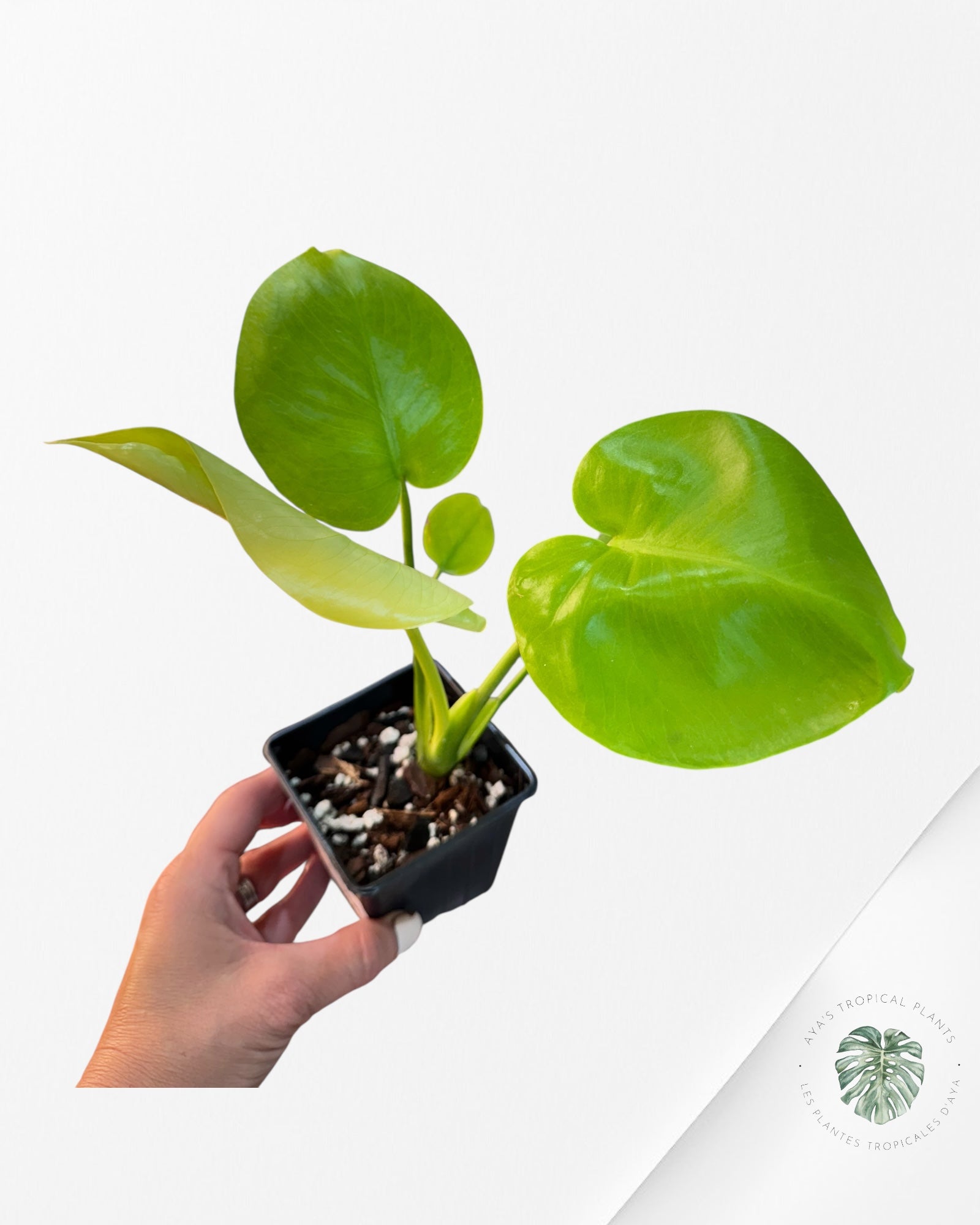 Monstera deliciosa 'Lemon Lime' - F00