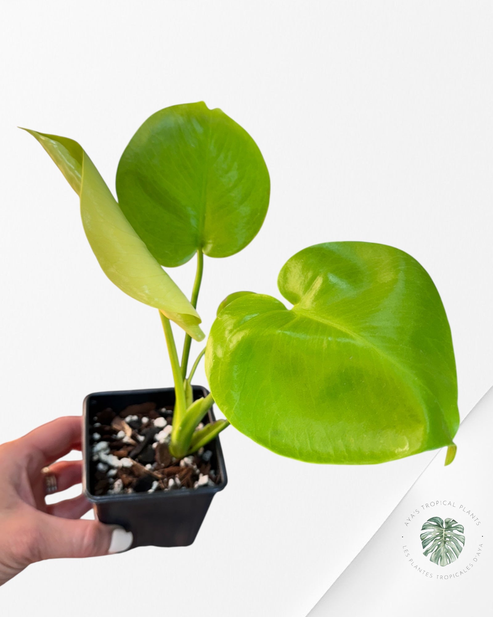 Monstera deliciosa 'Lemon Lime' - F00
