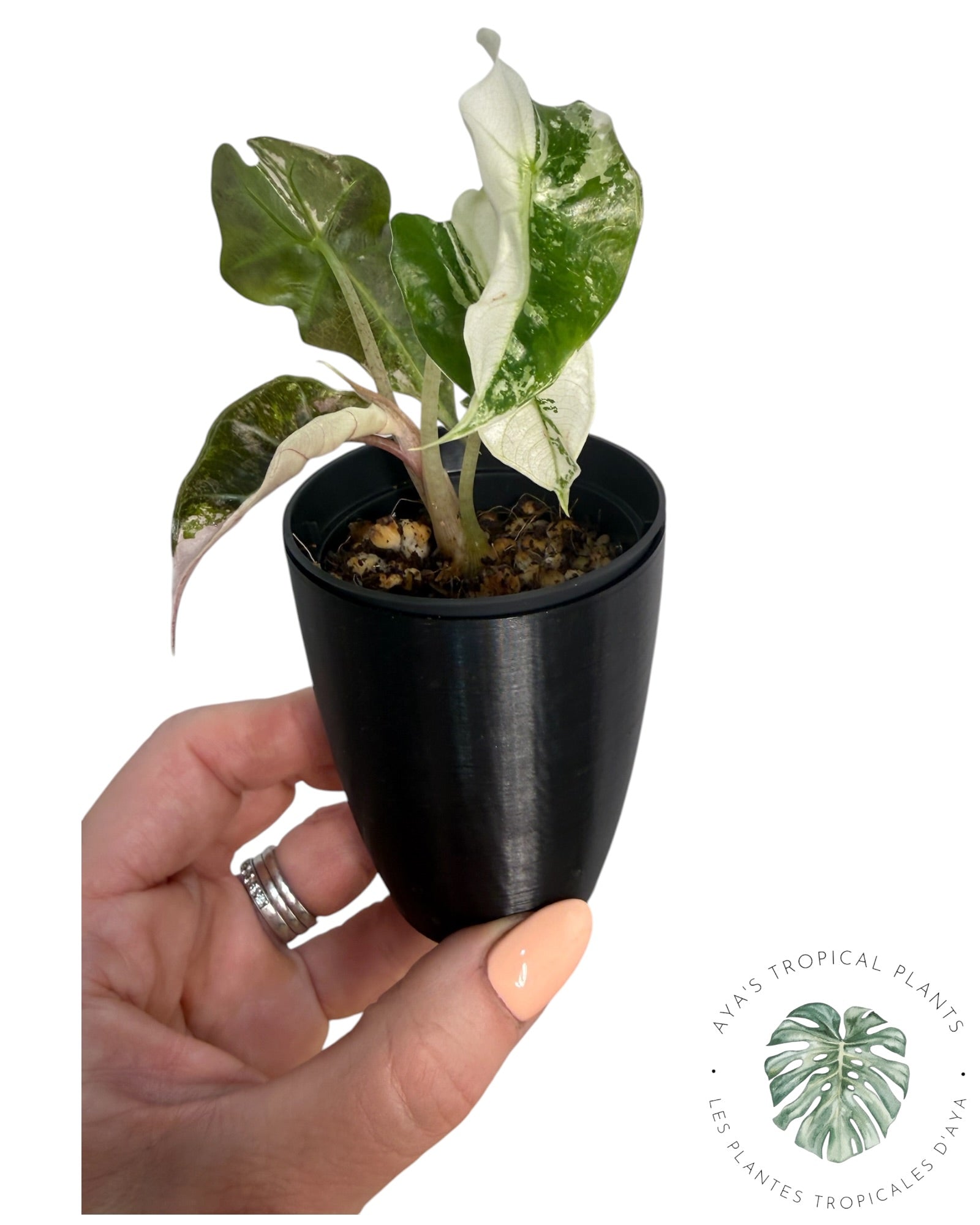 Alocasia Polly Pink Snowflake