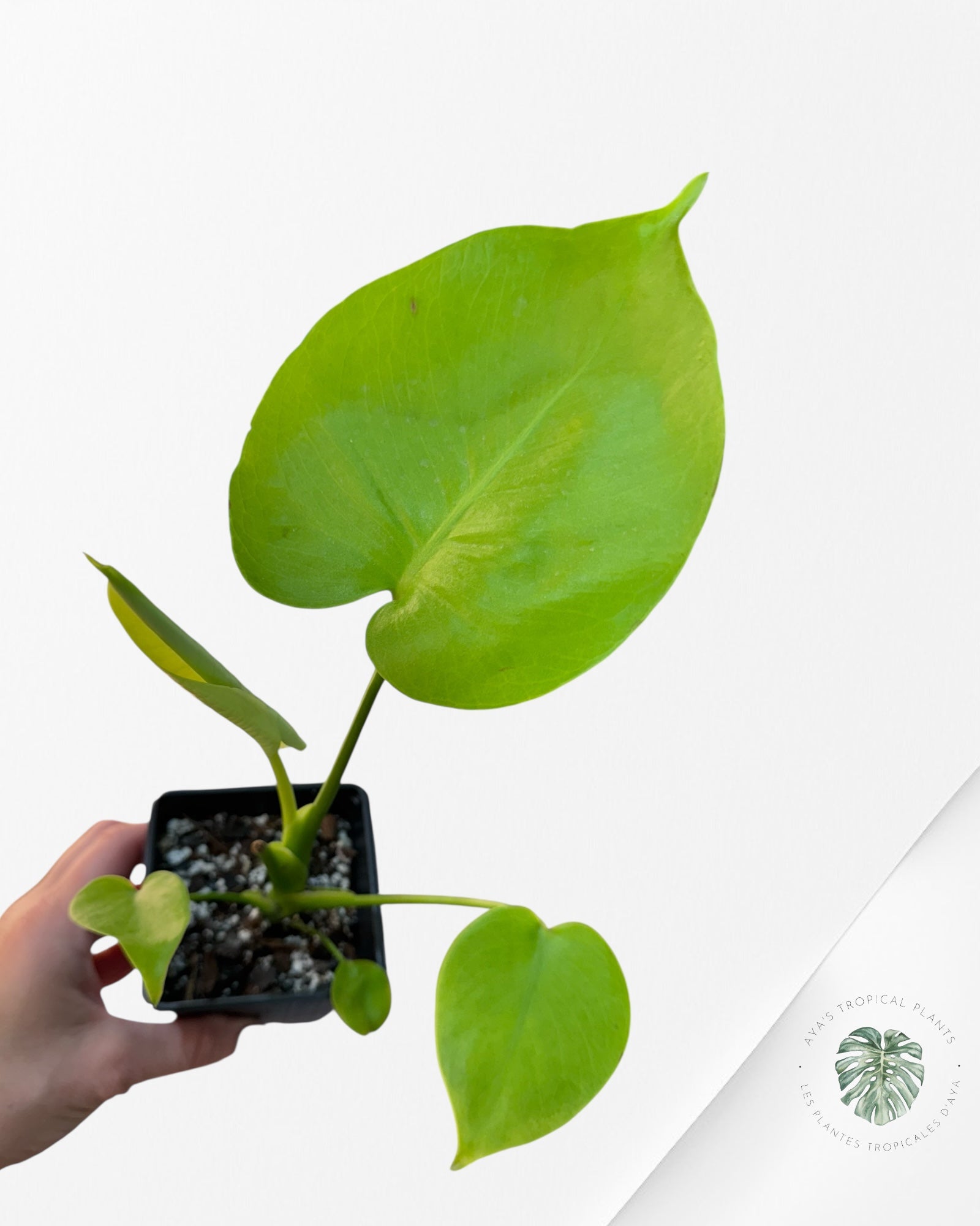 Monstera deliciosa 'Lemon Lime' - V