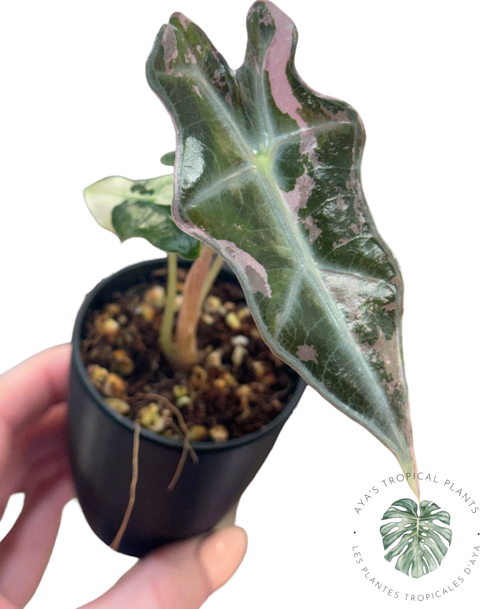 Alocasia Nobilis Pink Variegated