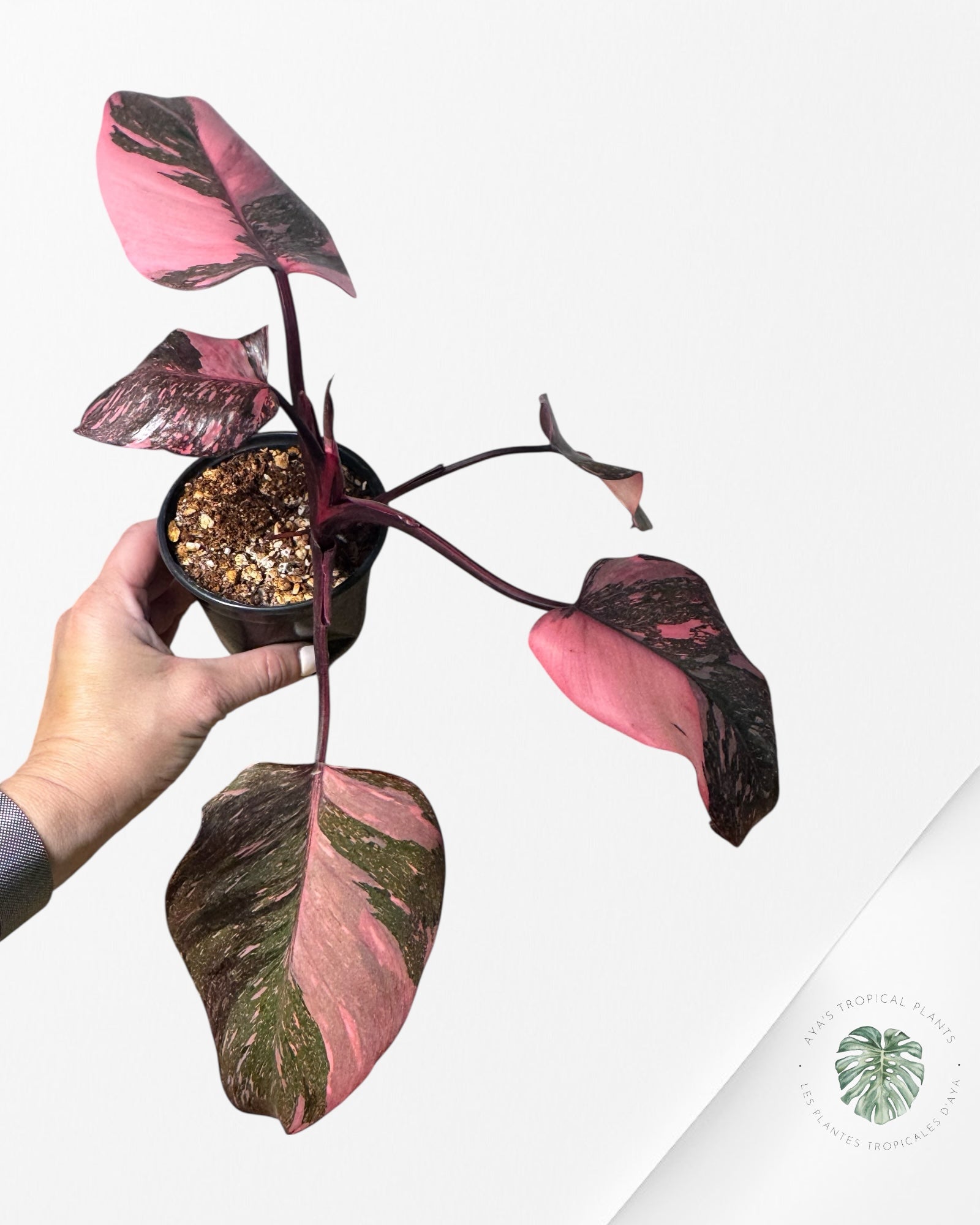 Philodendron 'Pink Princess Galaxy - RR