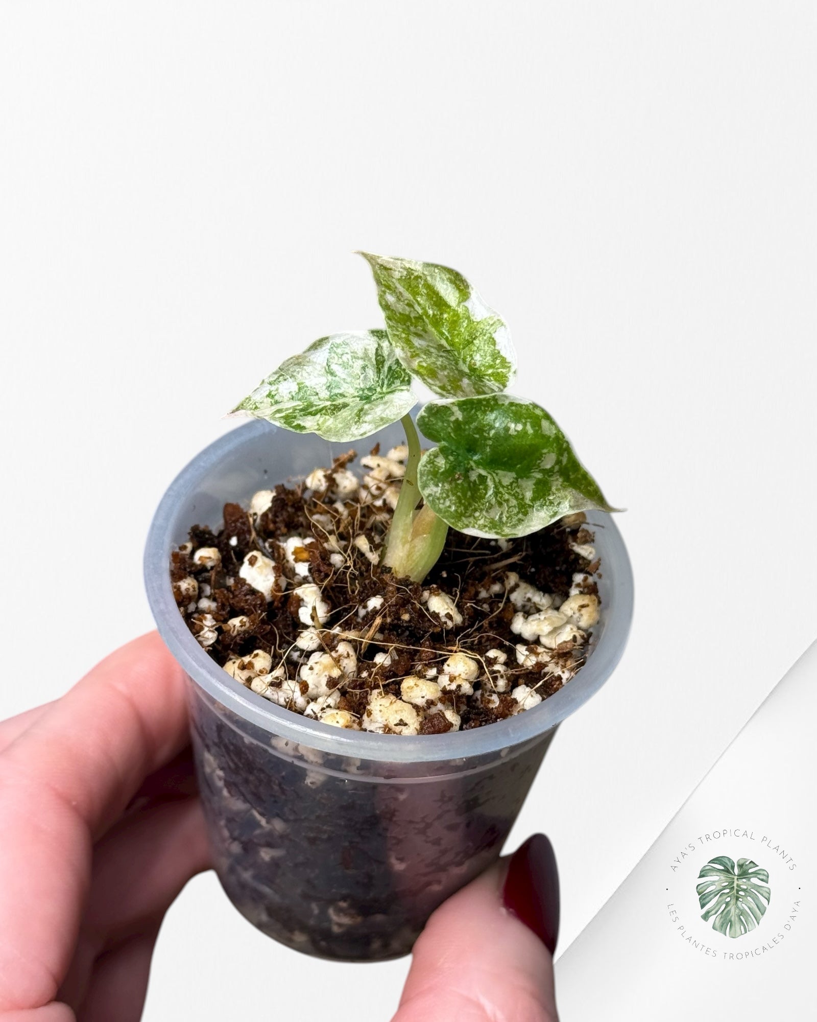 Alocasia Cuprea Pink Variegated | Rare TC Plant| Aya's Tropical Plants