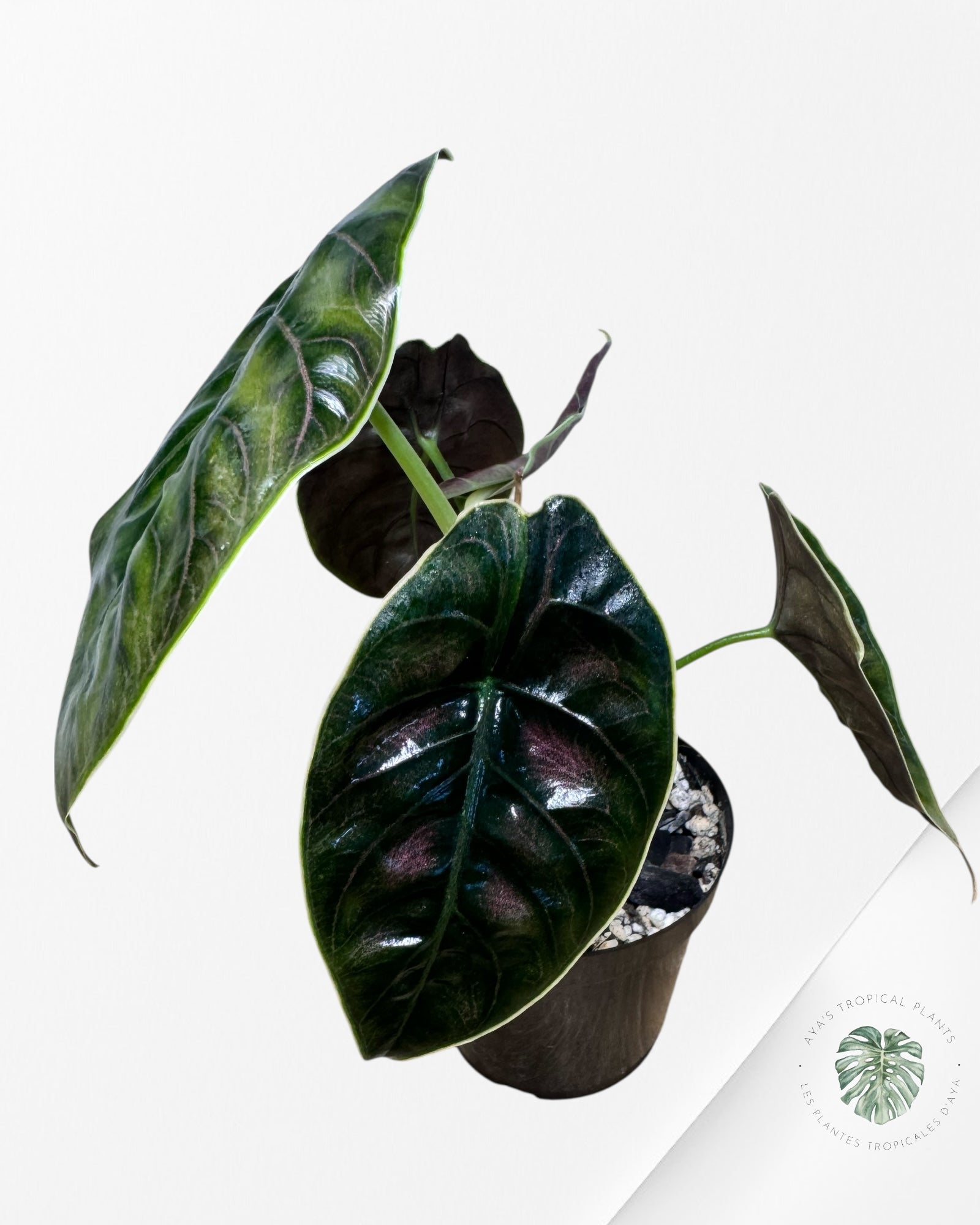 Alocasia azlanii - Minnesota