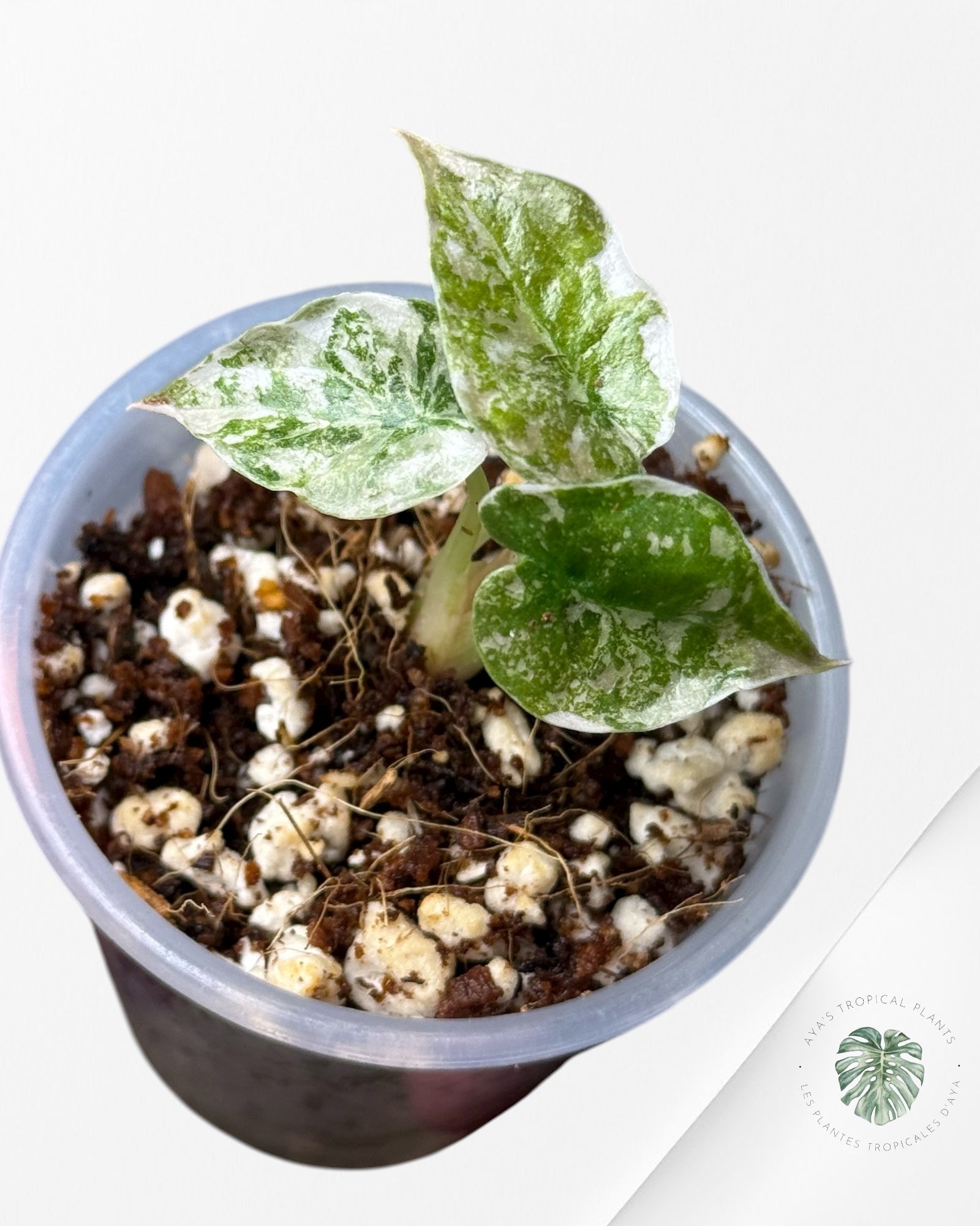 Alocasia Cuprea Pink Variegated | Rare TC Plant| Aya's Tropical Plants