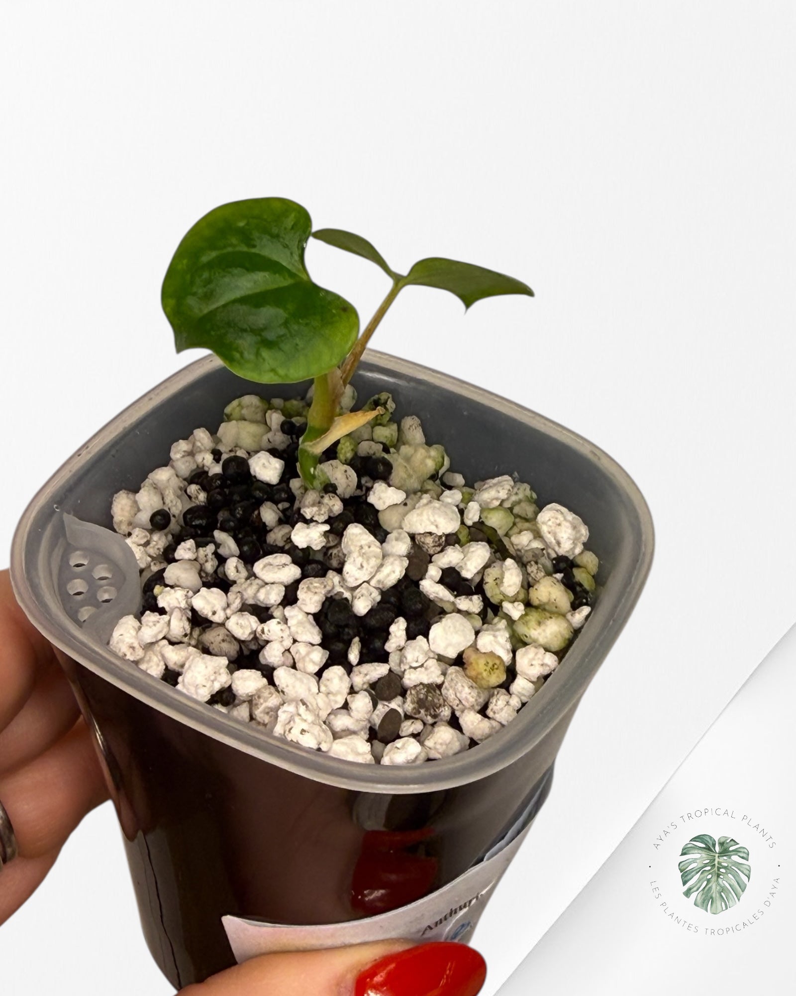 Anthurium Black Magic