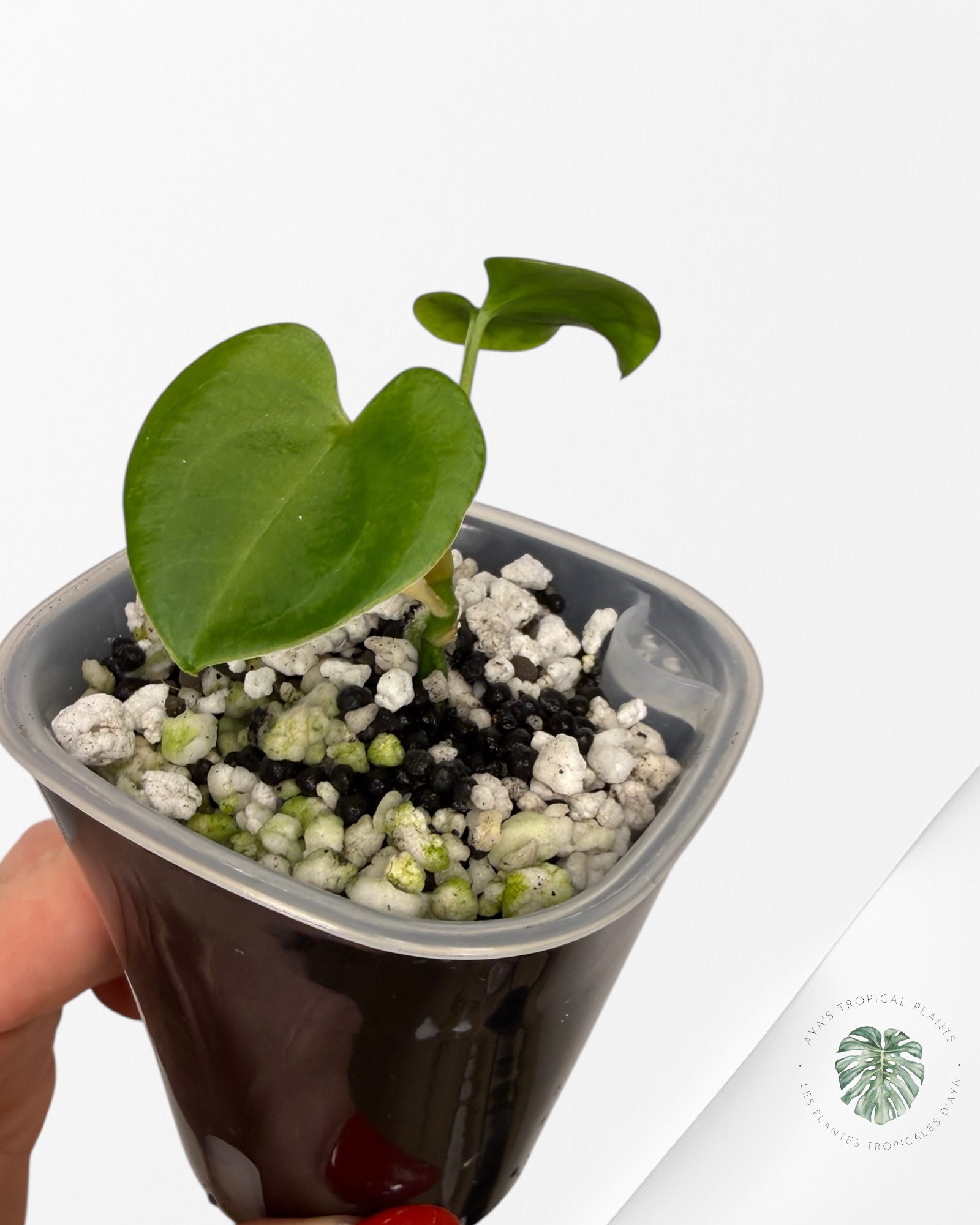 Anthurium Black Magic