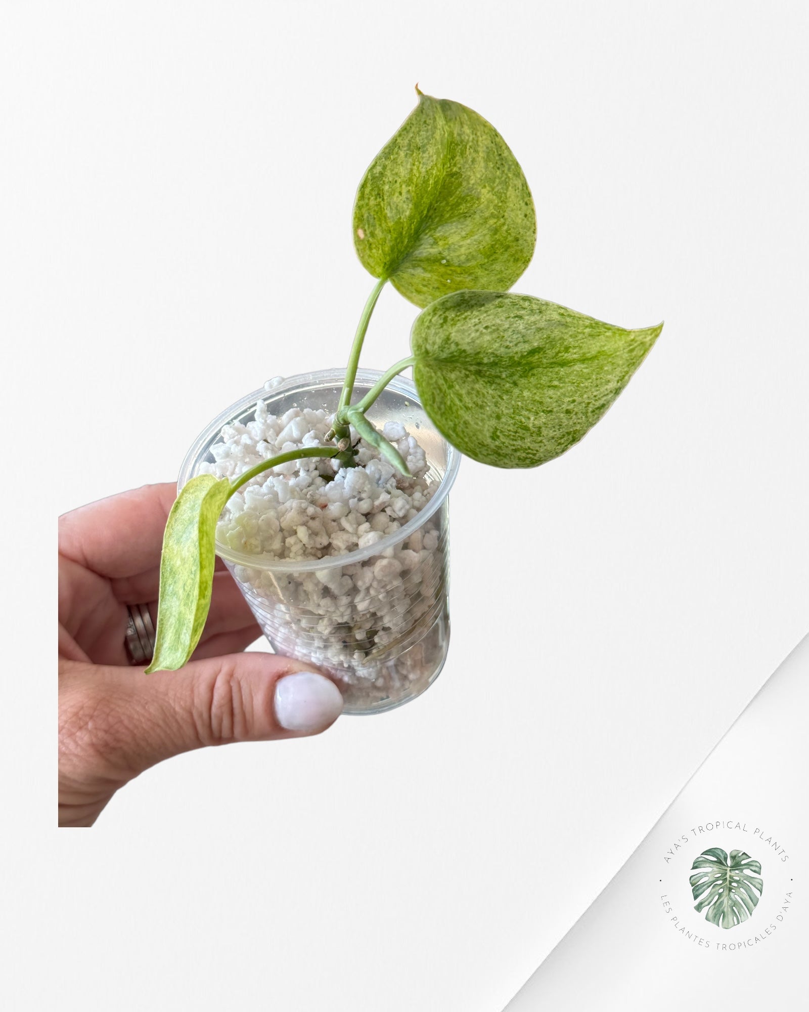 Philodendron Florida Beauty-A
