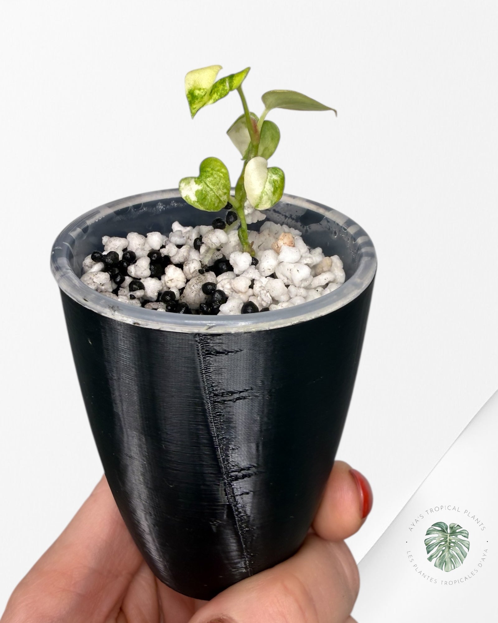 Anthurium Papillilaminum X Magnificum Variegated