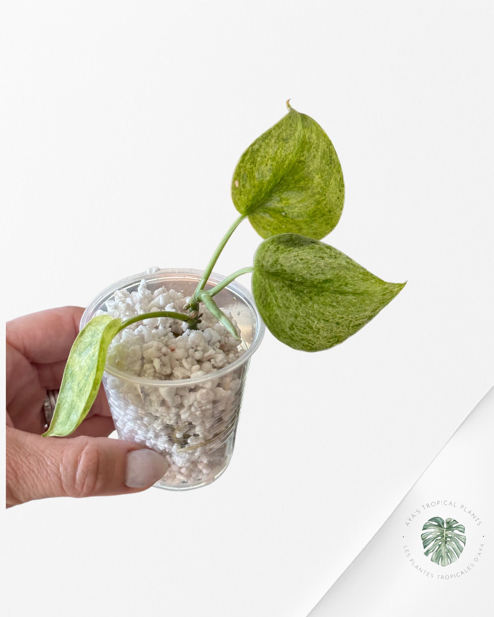 Philodendron Florida Beauty-A
