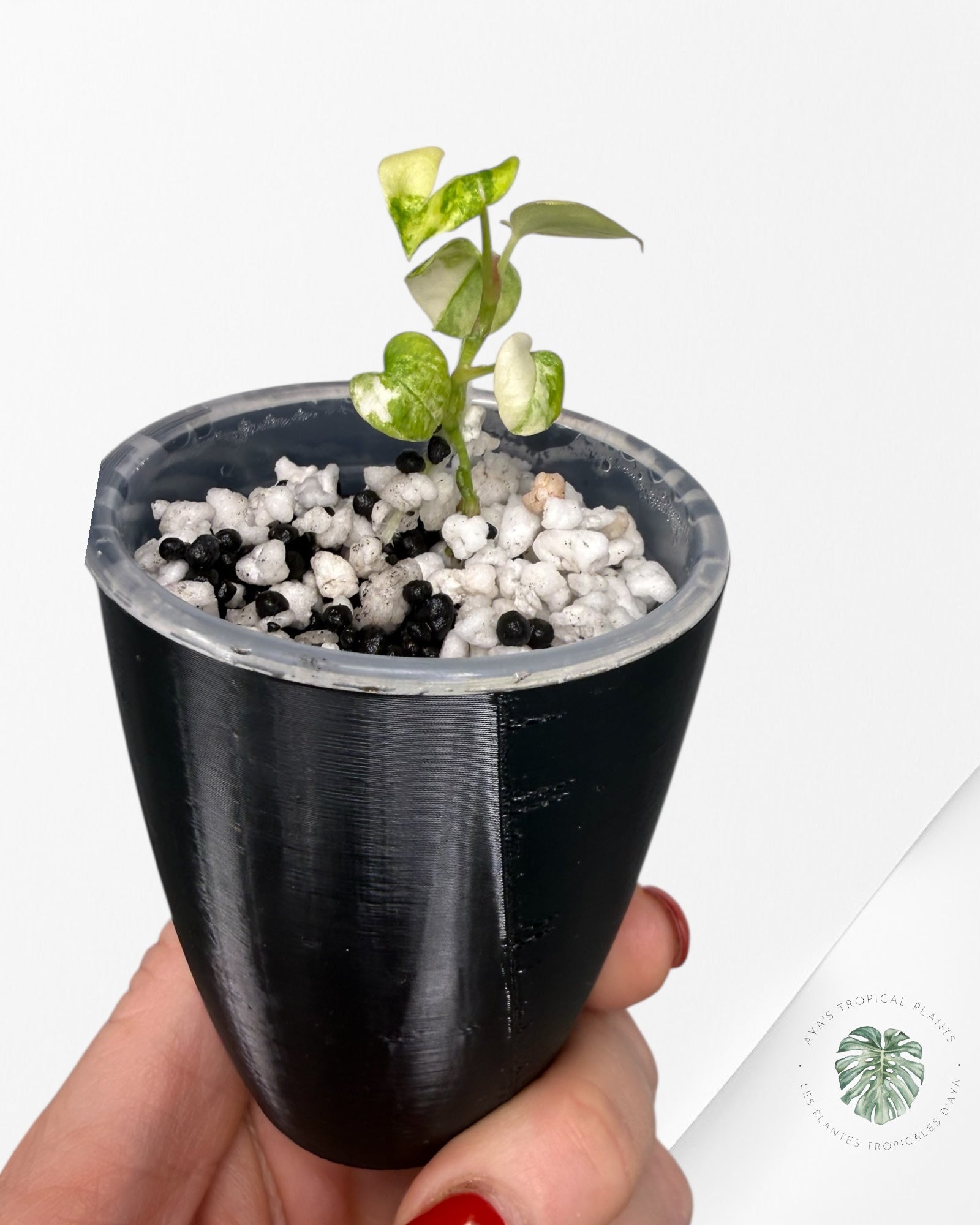 Anthurium Papillilaminum X Magnificum Variegated