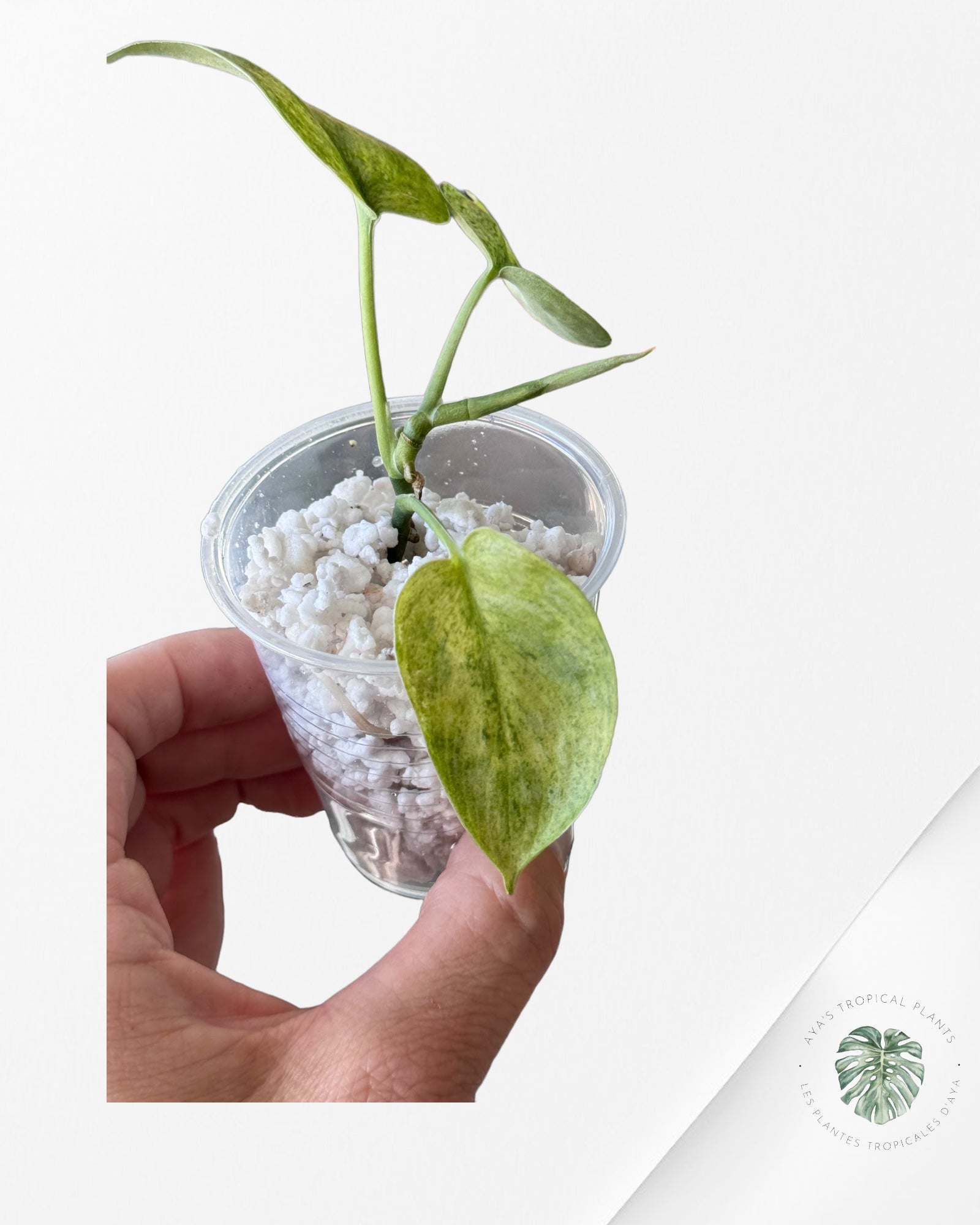 Philodendron Florida Beauty-A