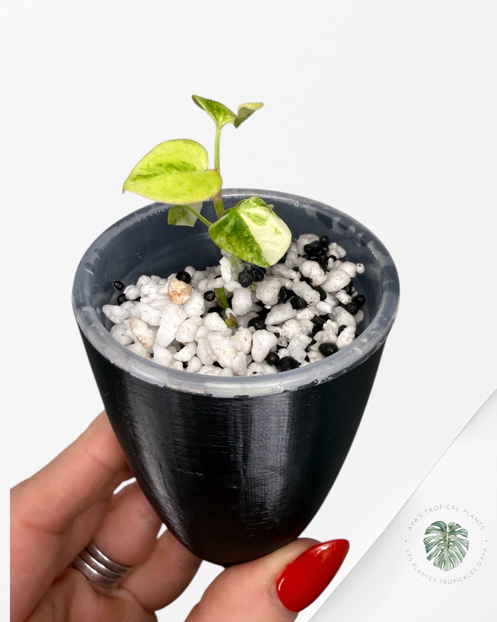 Anthurium Papillilaminum X Magnificum Variegated