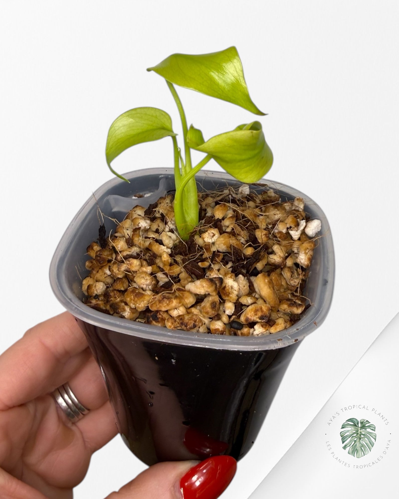 Monstera Deliciosa 'Citron Lime'